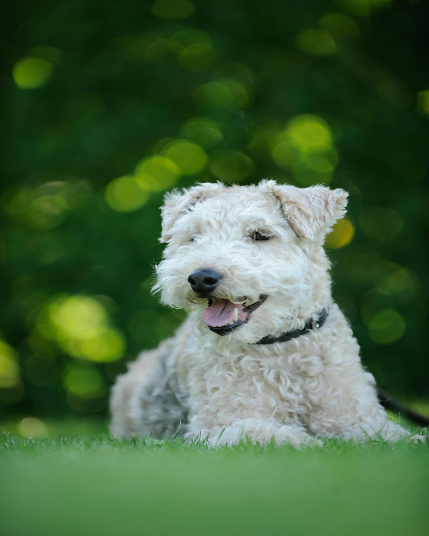 Vegetariskt hundgodis - naturligt och smakrikt för din hund