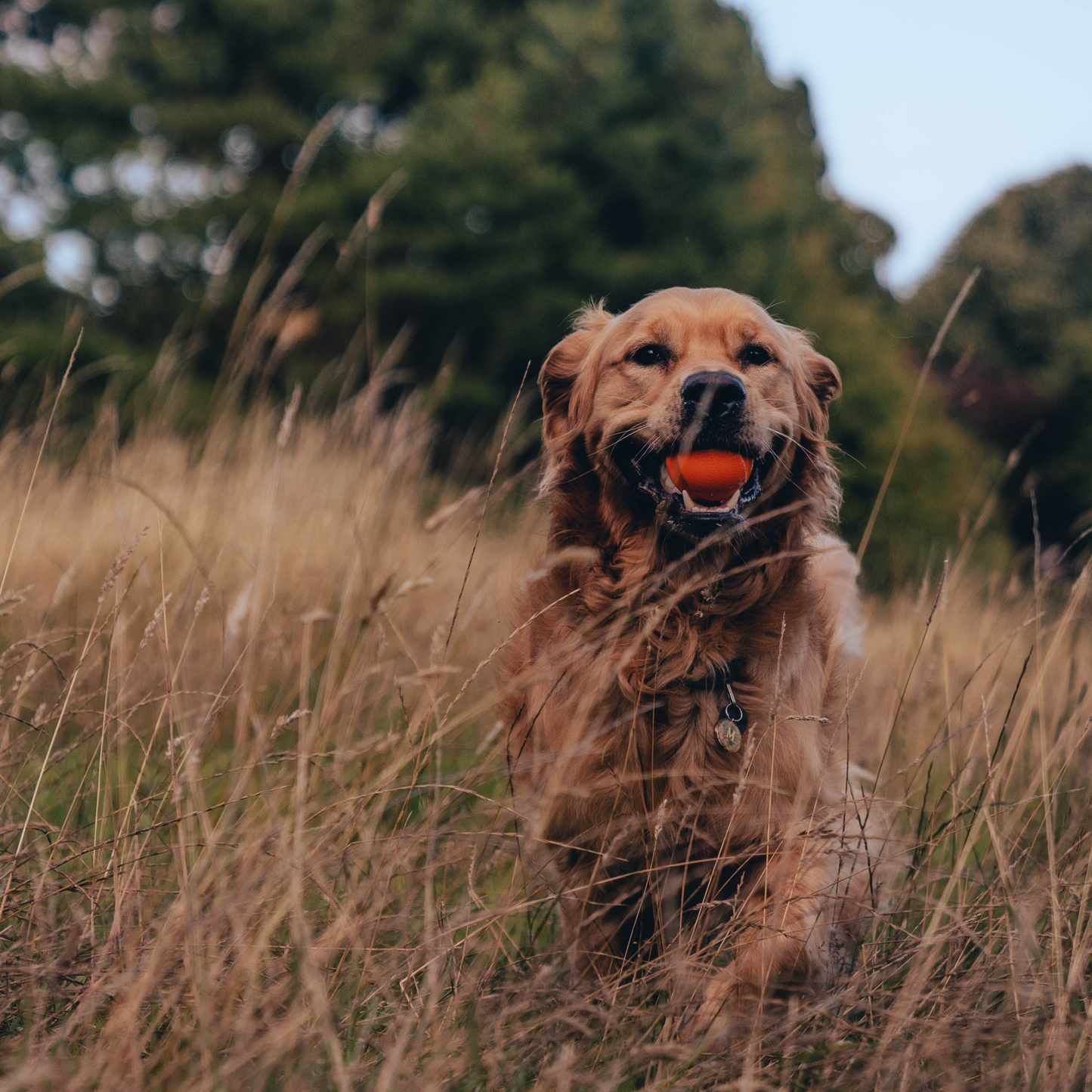 Beco - Fetch Ball | Apportboll i naturgummi (Orange eller gul)