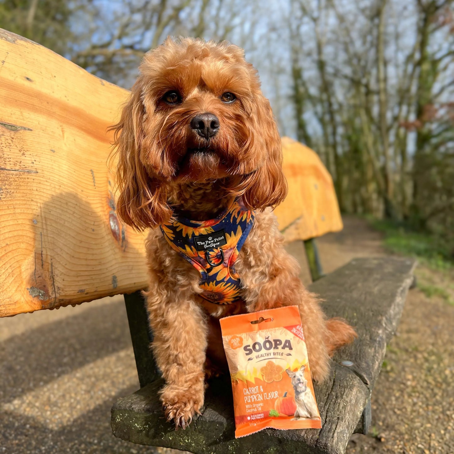 Soopa - Hundgodis | Pumpkin Spiced Latte, Pumpa och kanel (50g, 50 bitar)