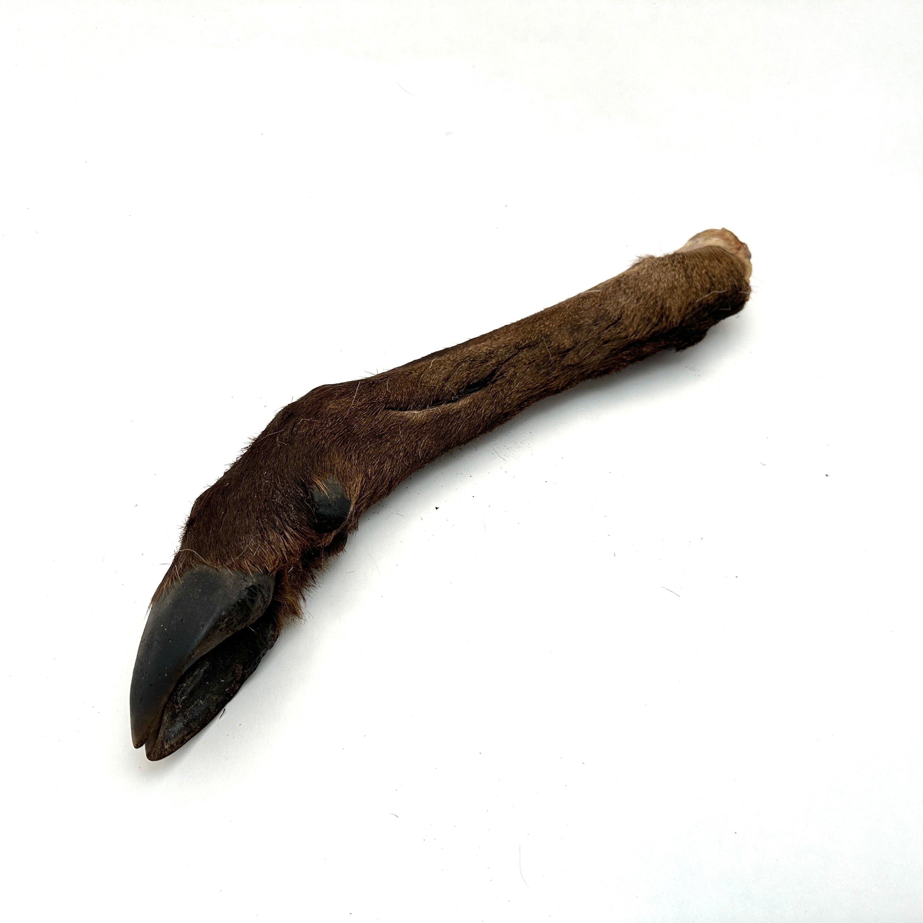 Emmzo - Svenskt hjortben med päls och klöve (cirka 35-45cm)