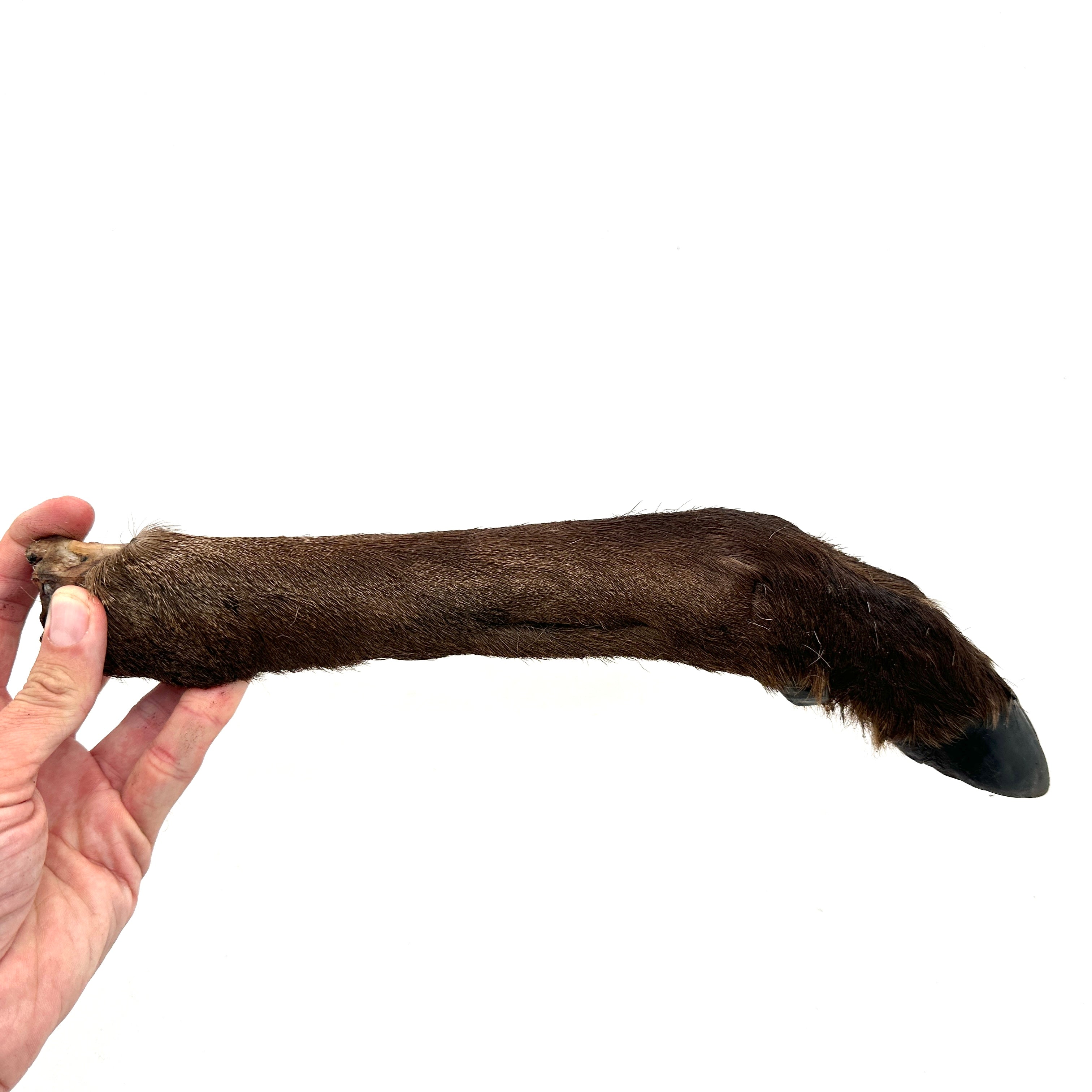 Emmzo - Svenskt hjortben med päls och klöve (cirka 35-45cm)
