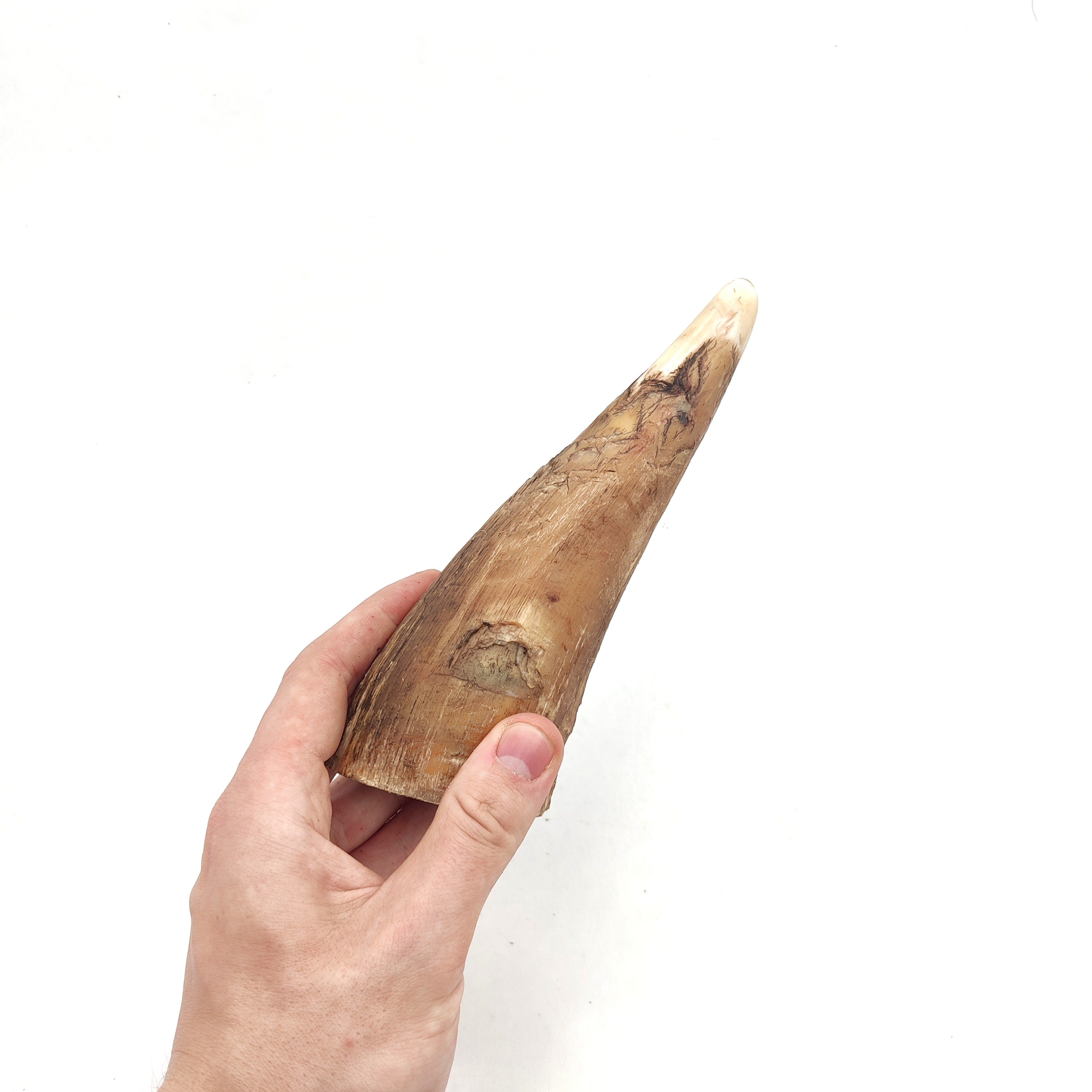 Emmzo - Svenskt oxhorn (15-35cm)