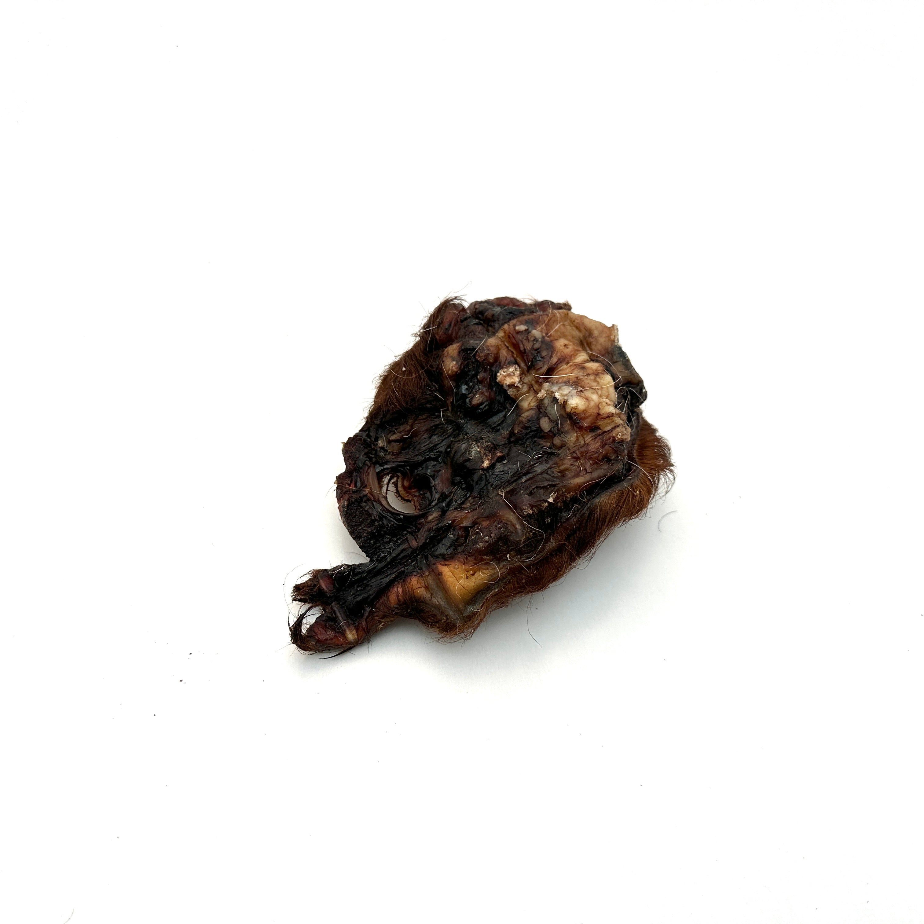 Emmzo - Svensk oxöronsnäcka med päls