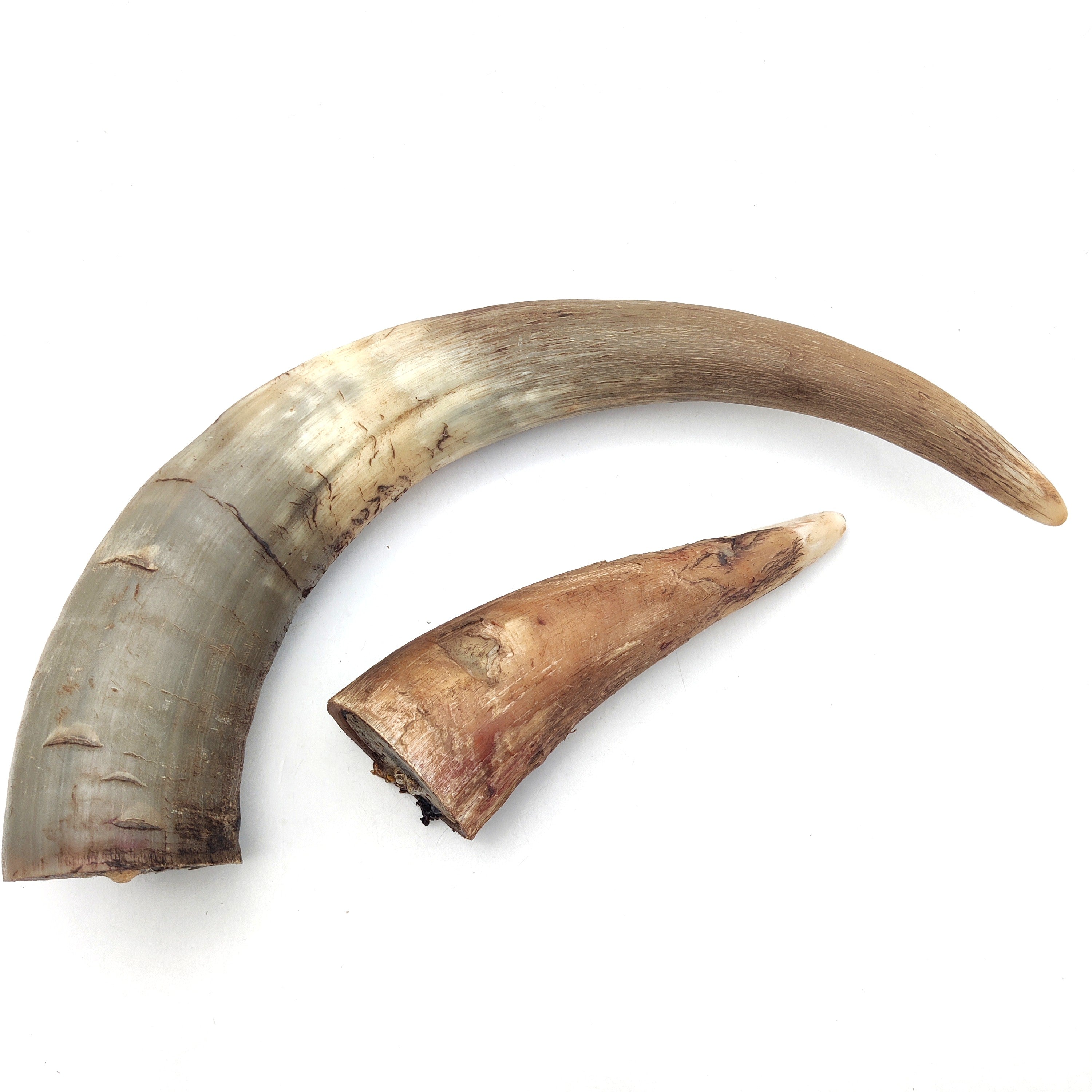 Emmzo - Svenskt oxhorn (15-35cm)