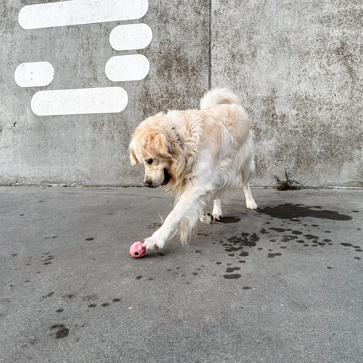 Hevea - Moon ball | Liten kast- och aktivitetsboll i naturgummi