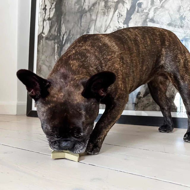 Hevea - Startpaket universum för valpar