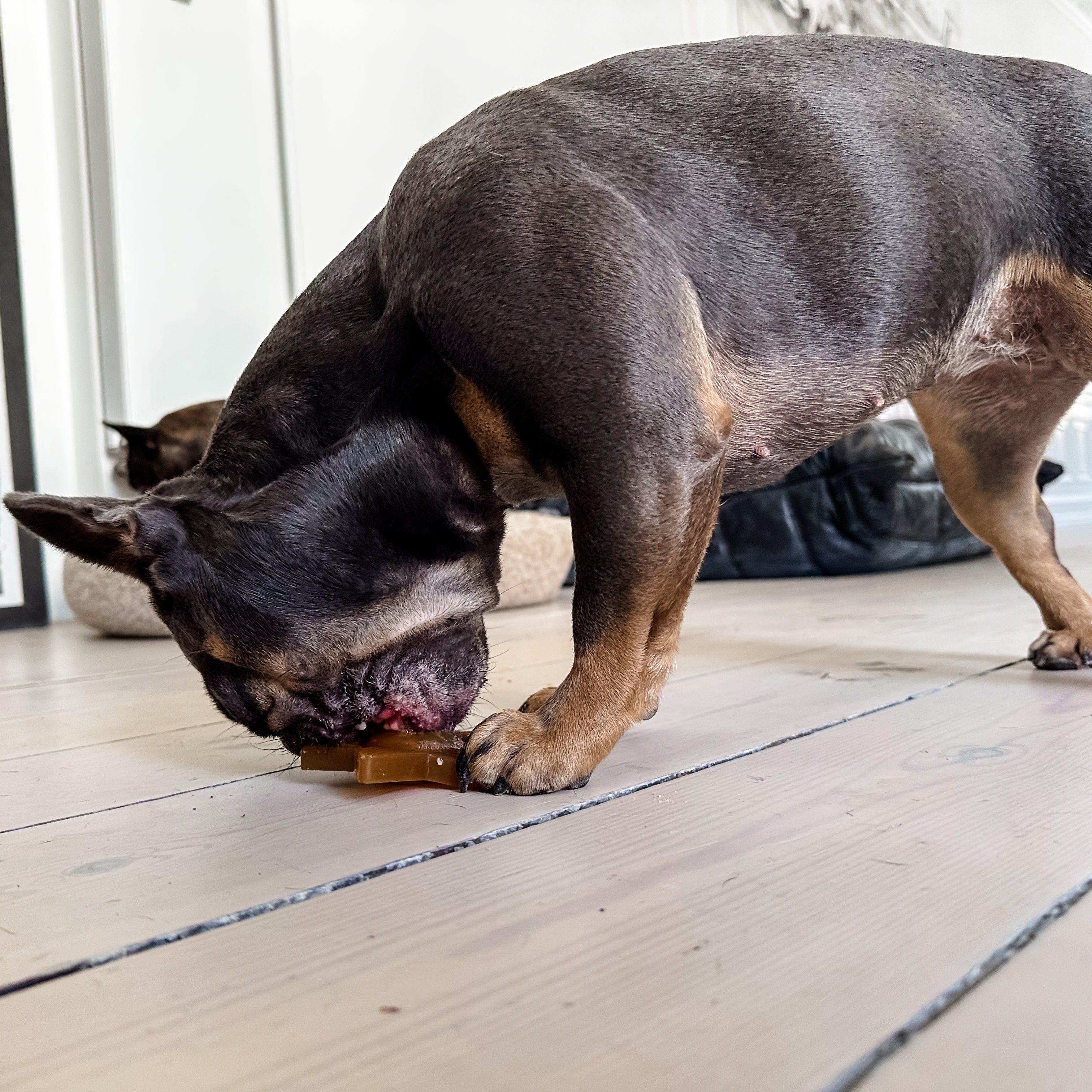 Hevea - Star Treat | Aktiveringsleksak i naturgummi