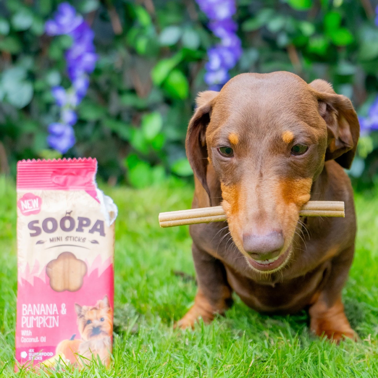 Soopa - Tuggpinnar MINI | Banan och Pumpa (8-pack)