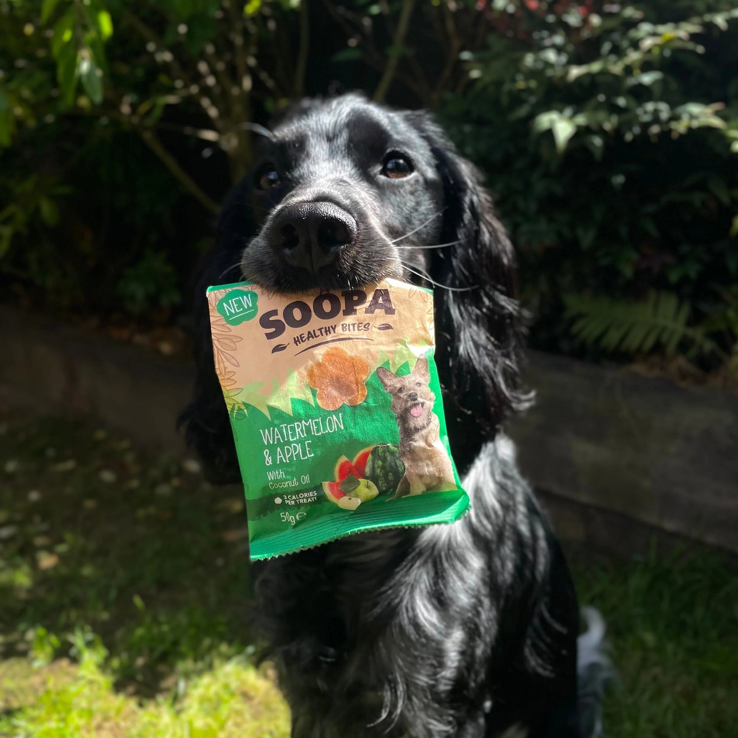 Soopa - Hundgodis | Vattenmelon och äpple (50g, 50 bitar)