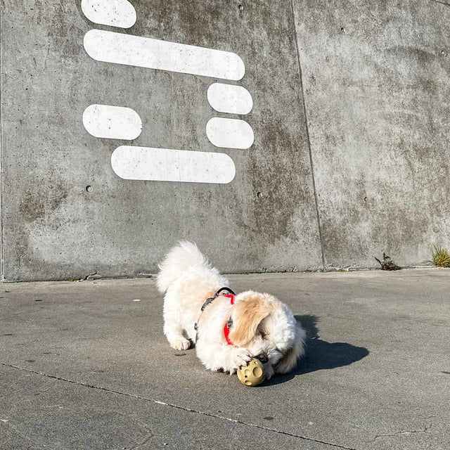Hevea - Startpaket universum för valpar