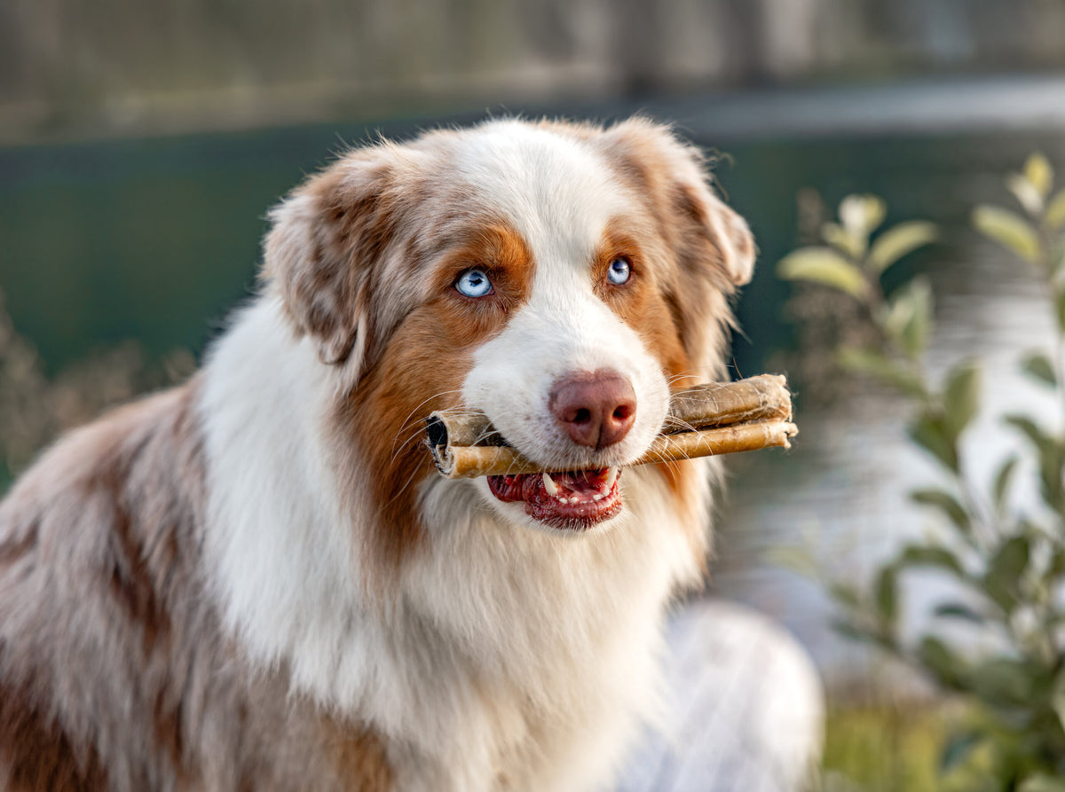 Hund med en Njord Pet nötrulle i munnen vid en sjö
