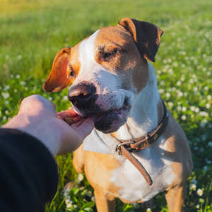Naturligt hundgodis - vad ska man välja och vad bör man undvika?