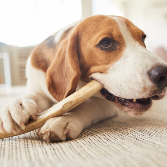 Varför behöver min hund tugga på tuggben?