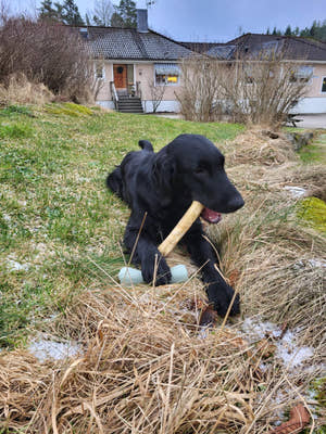 Tuggrulle - Det naturliga valet för din hunds tuggbehov