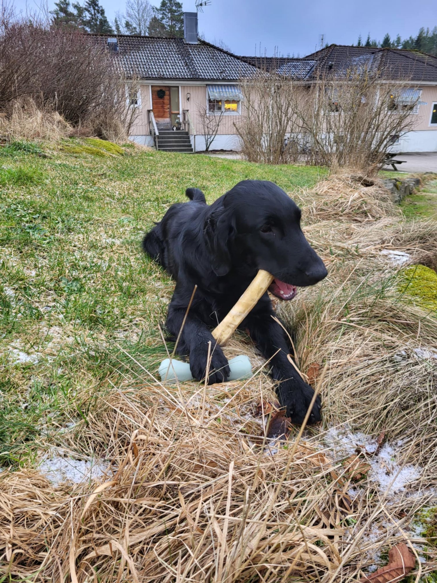 Tuggrulle - Det naturliga valet för din hunds tuggbehov