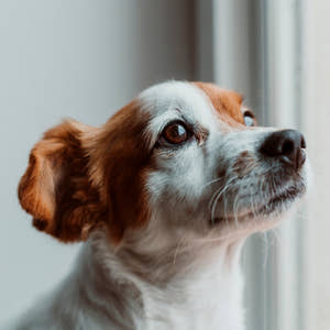 Hundgodis för känslig mage – skonsamma val för känsliga hundar&nbsp;