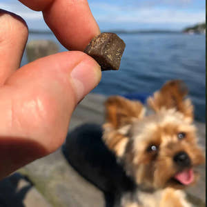 Vilket hundgodis är bäst för små hundar?