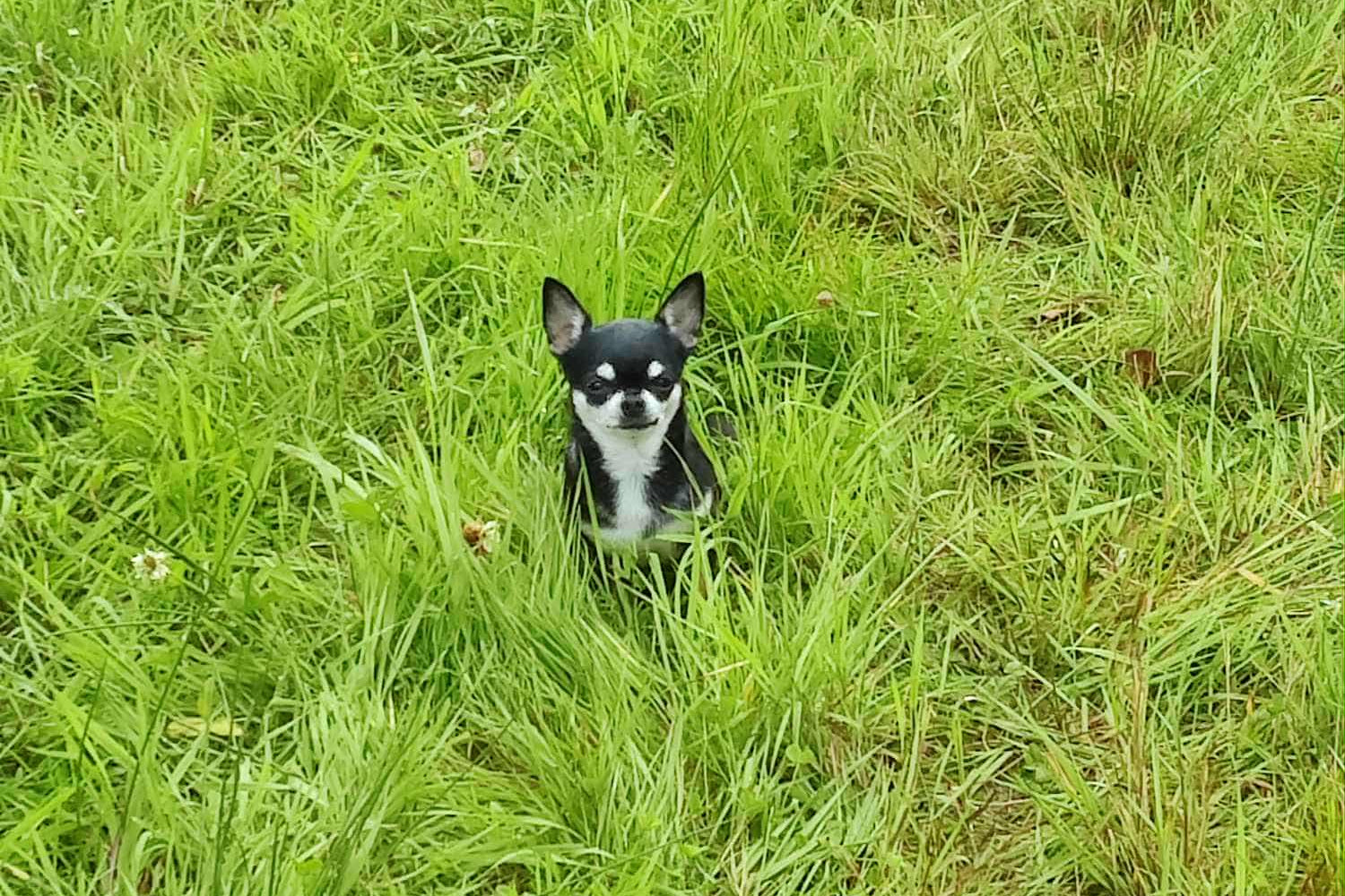 Hundben.se