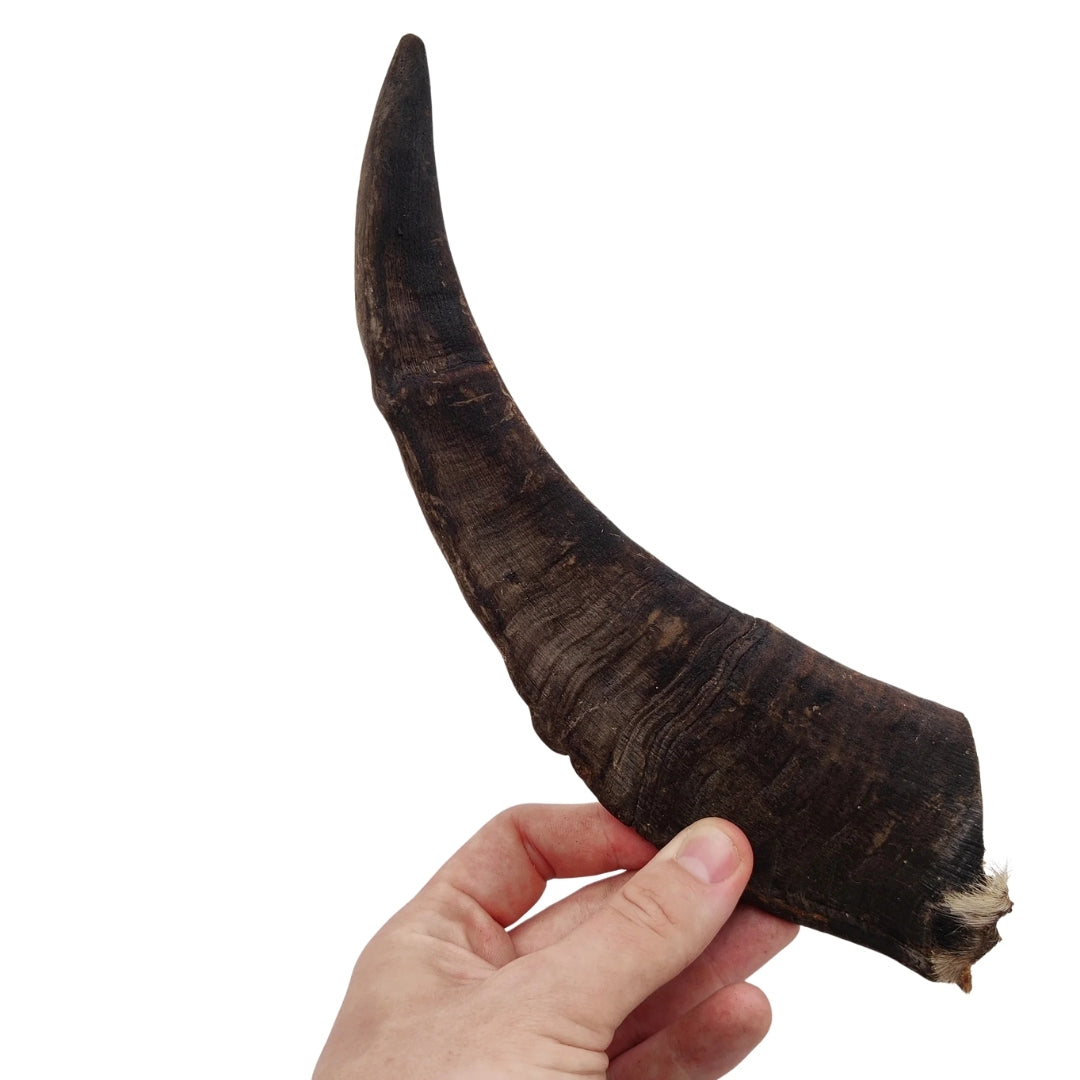 Emmzo - Svenskt gethorn