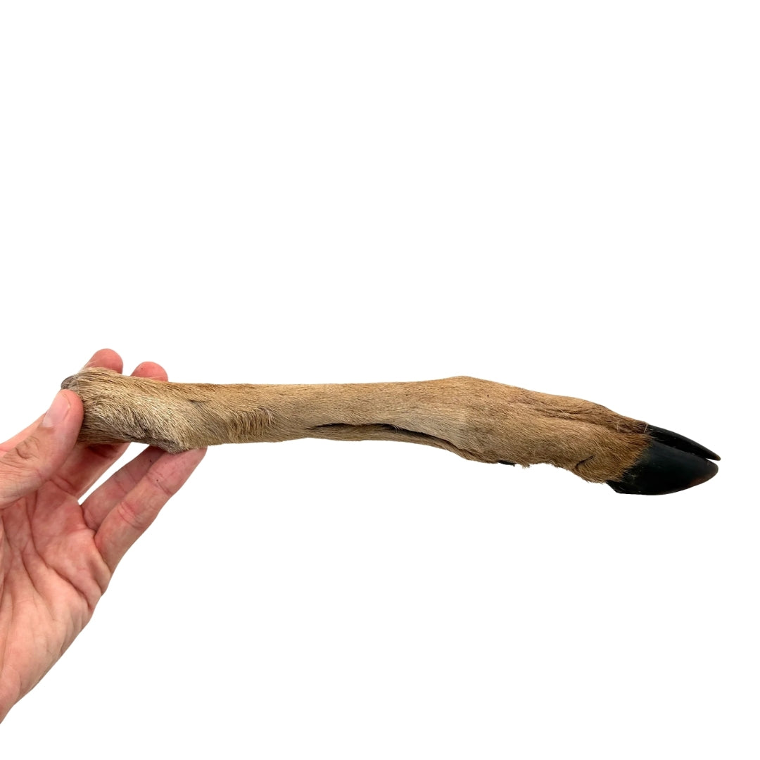 Emmzo - Svenskt viltben med päls och klöve (Cirka 20-35cm)
