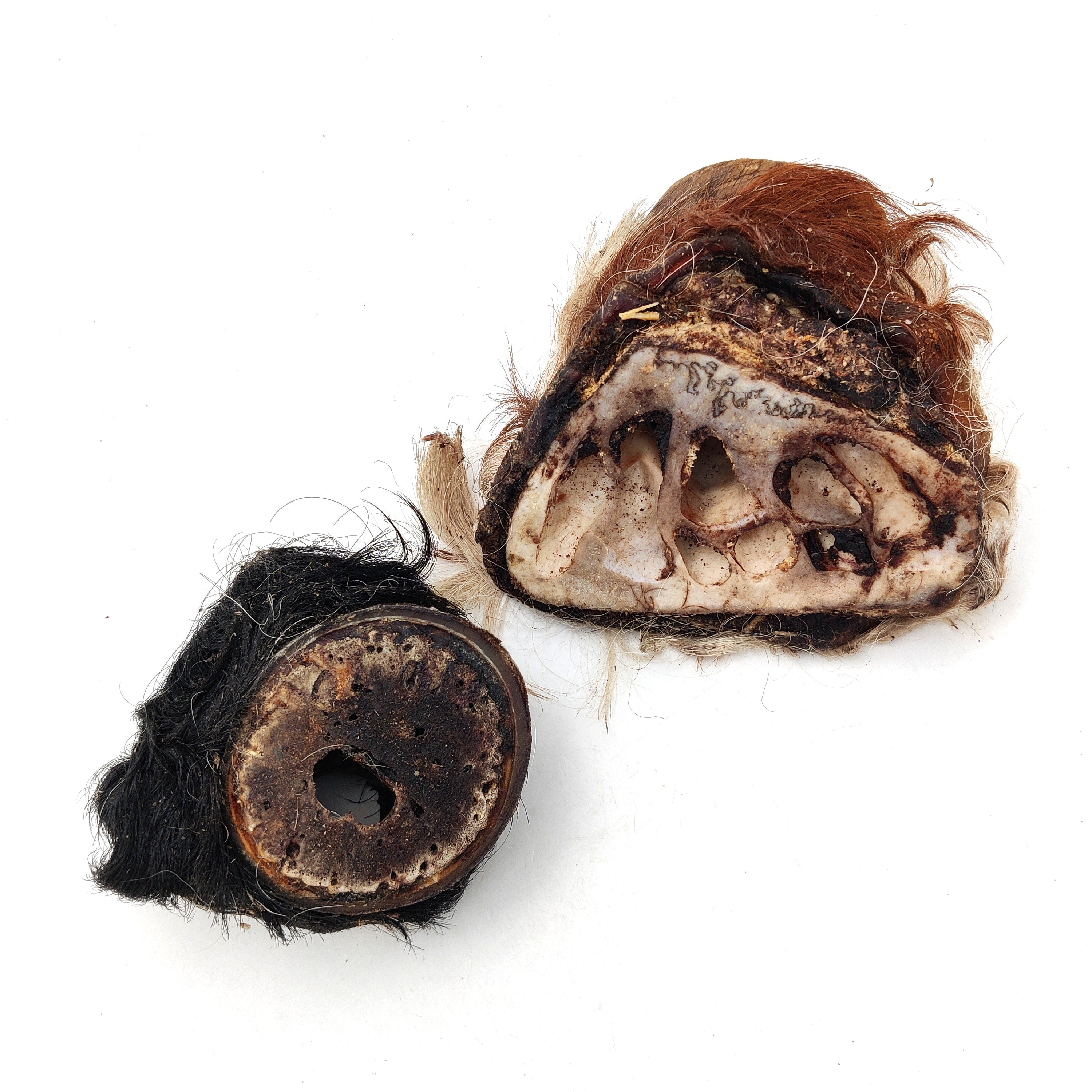 Emmzo - Svenskt oxhorn med rot delad (1kg)