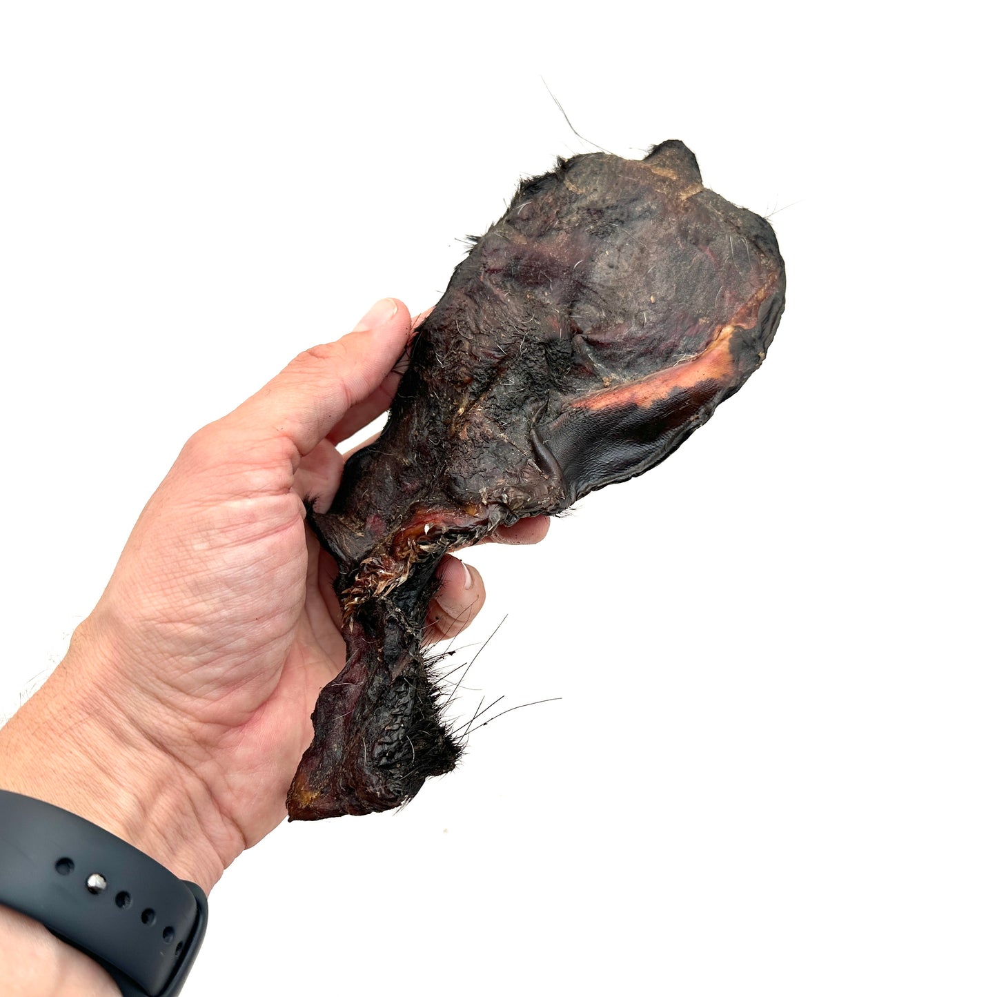 Emmzo - Svensk oxkind med päls
