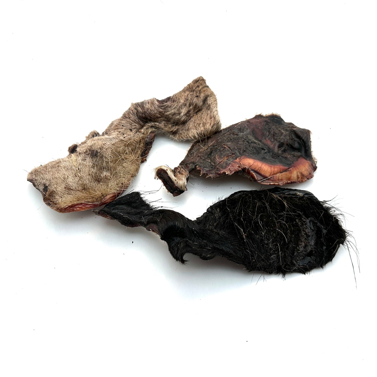 Emmzo - Svensk oxkind med päls