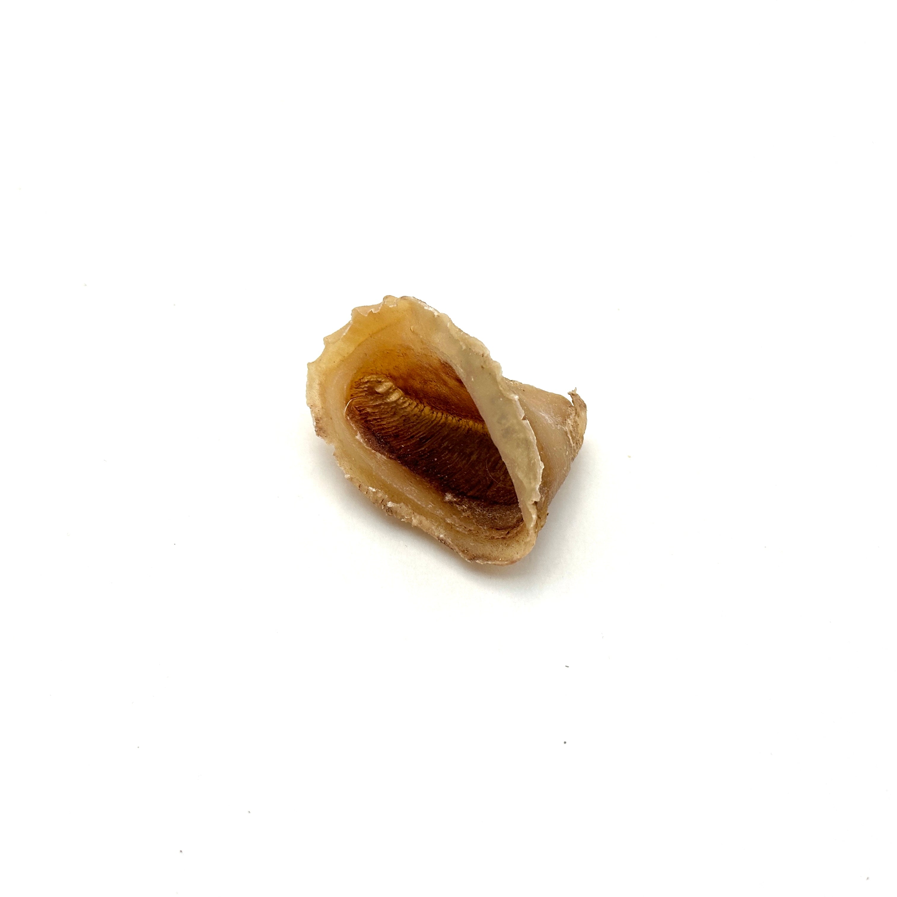 Emmzo - Svensk oxklöve mini