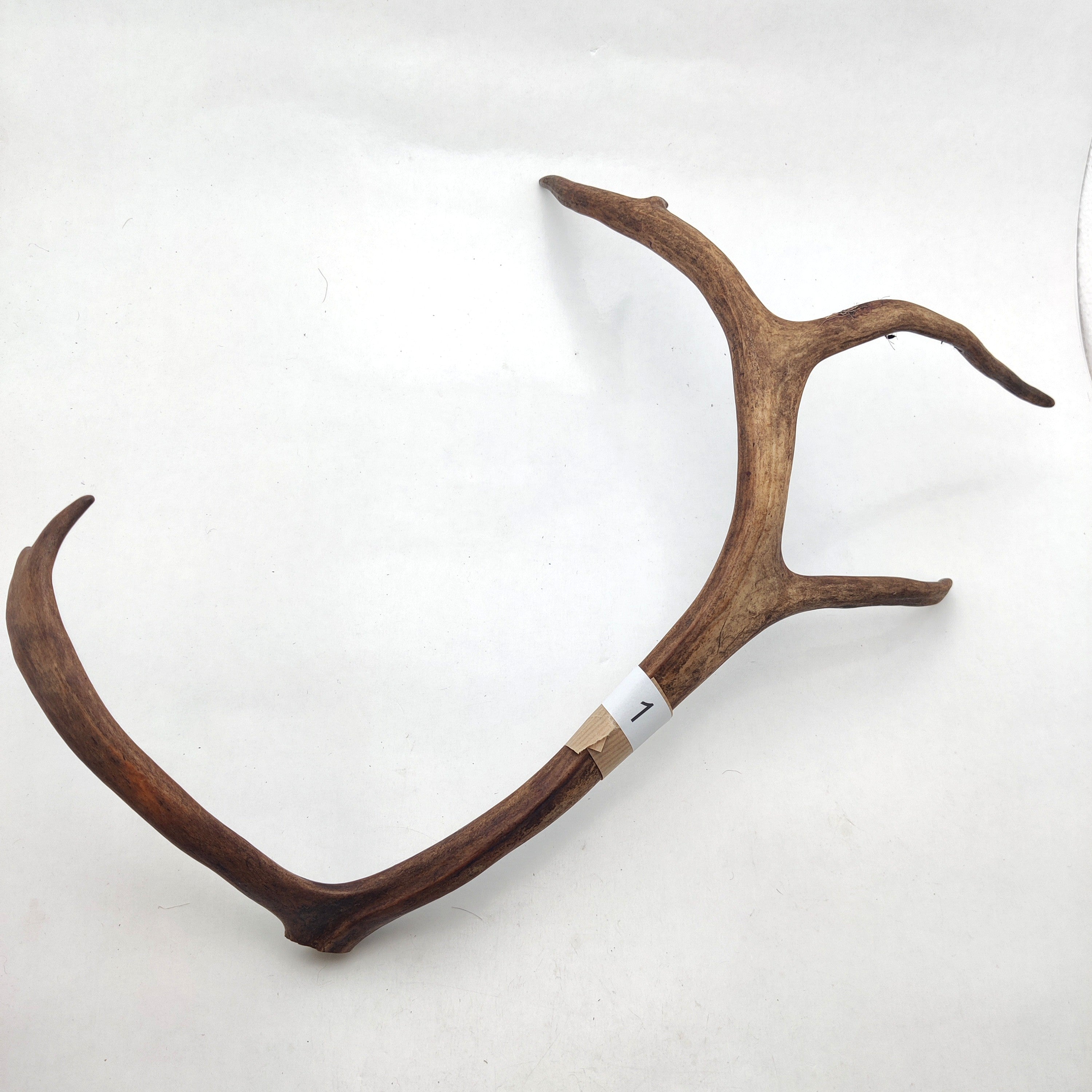 Välj ditt eget renhorn