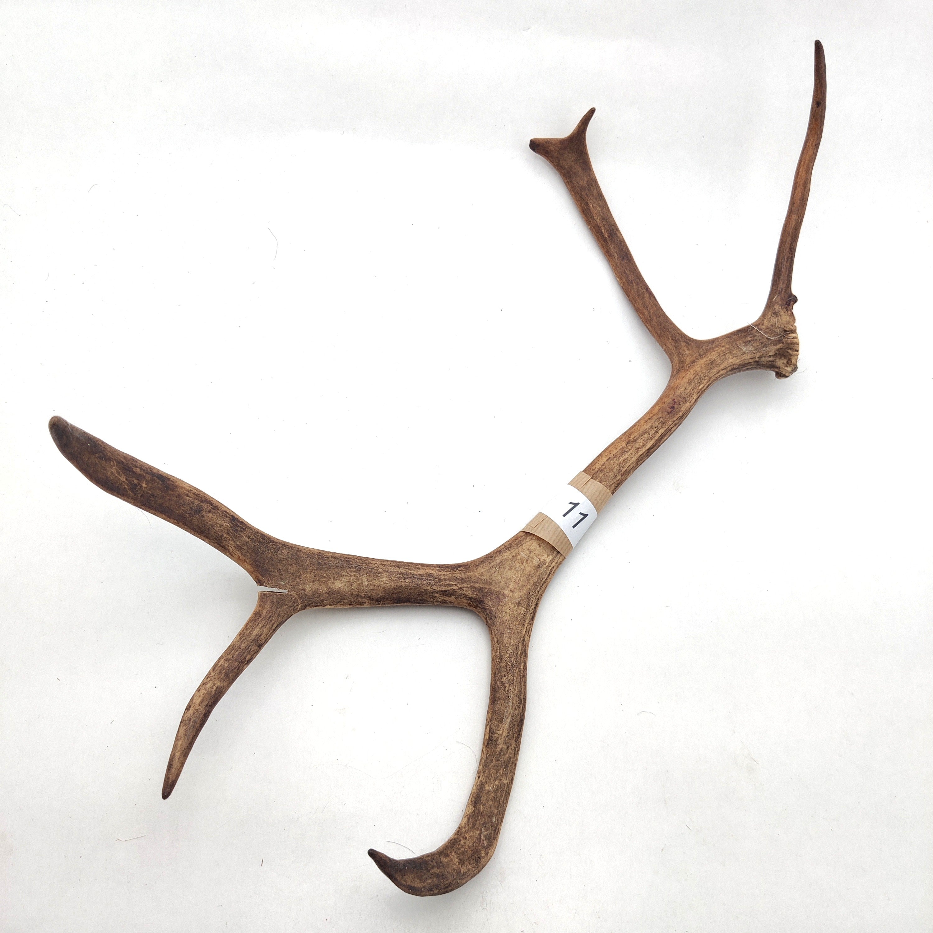 Välj ditt eget renhorn