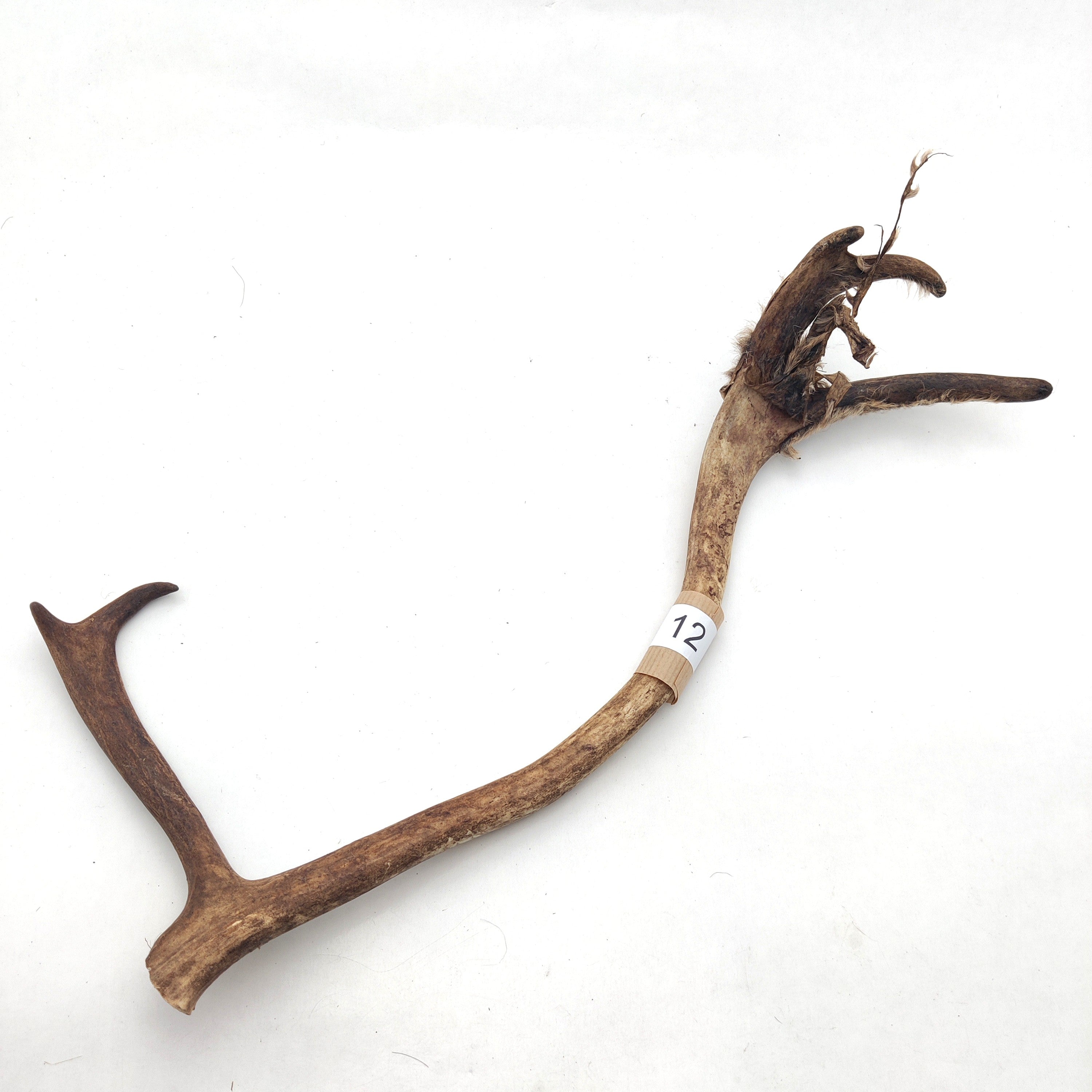 Välj ditt eget renhorn