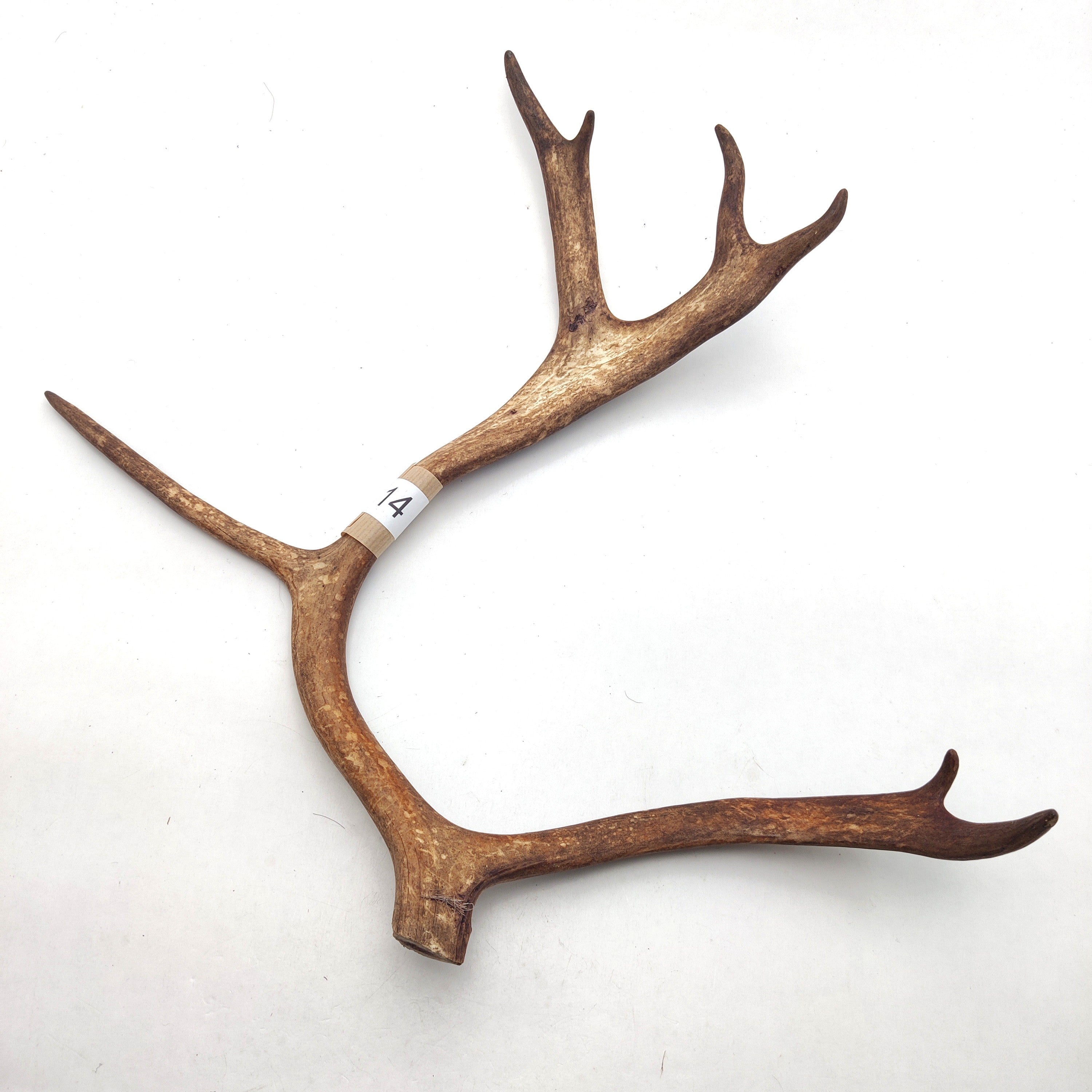 Välj ditt eget renhorn