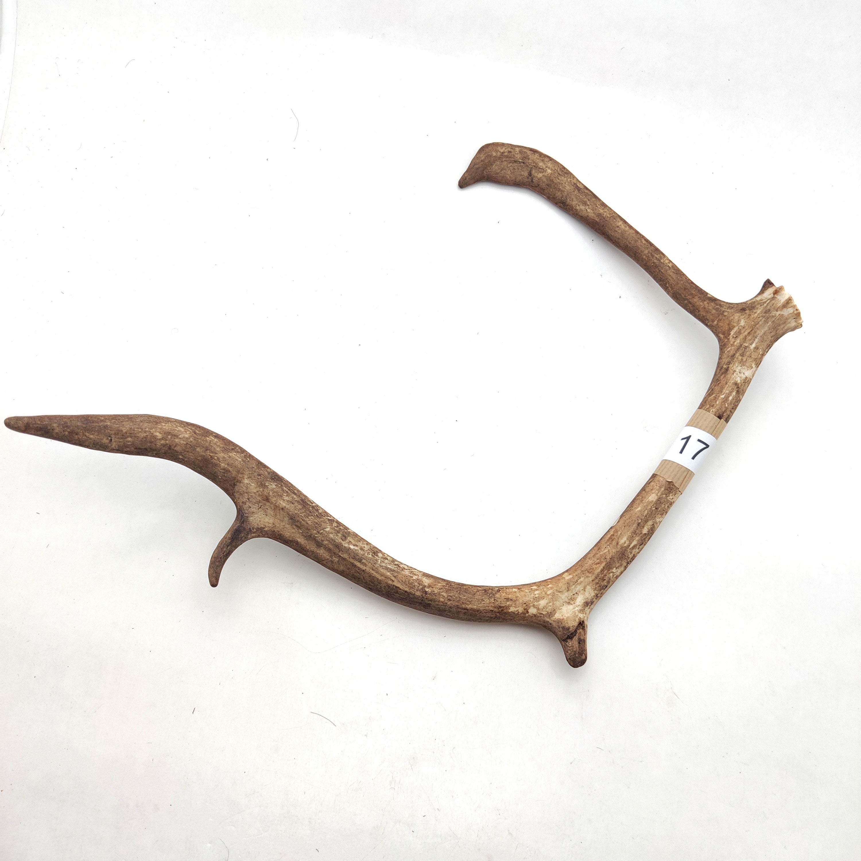 Välj ditt eget renhorn