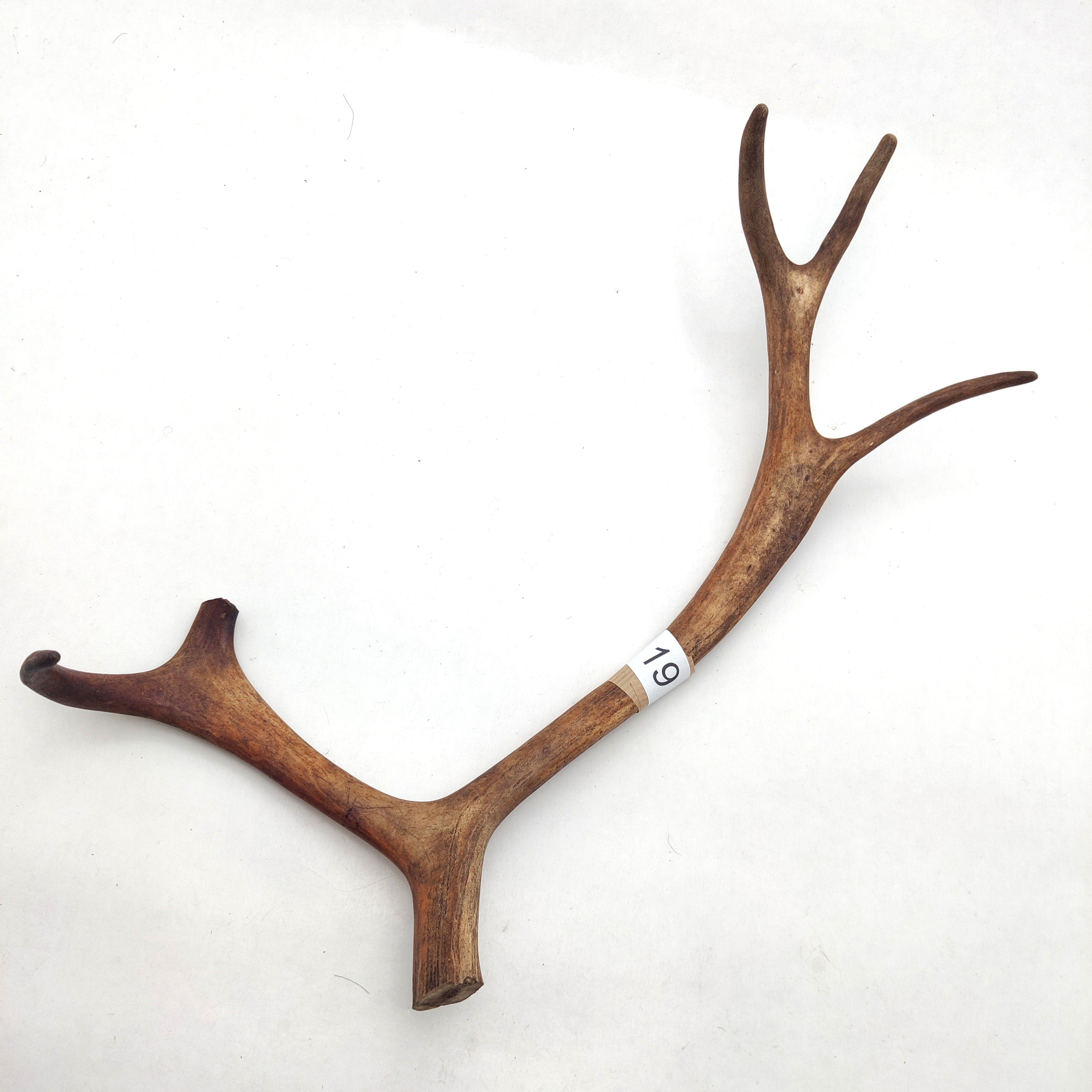 Välj ditt eget renhorn