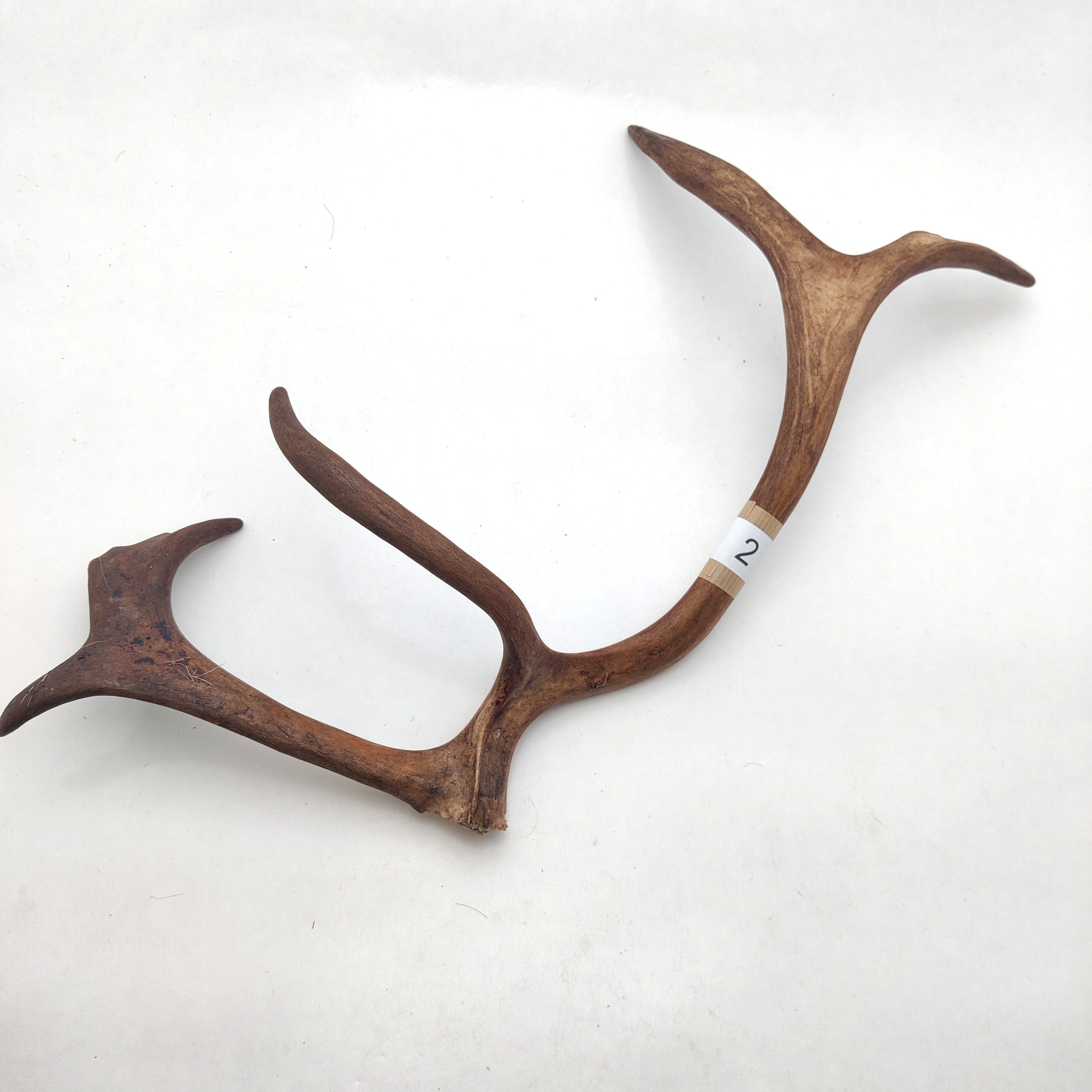 Välj ditt eget renhorn