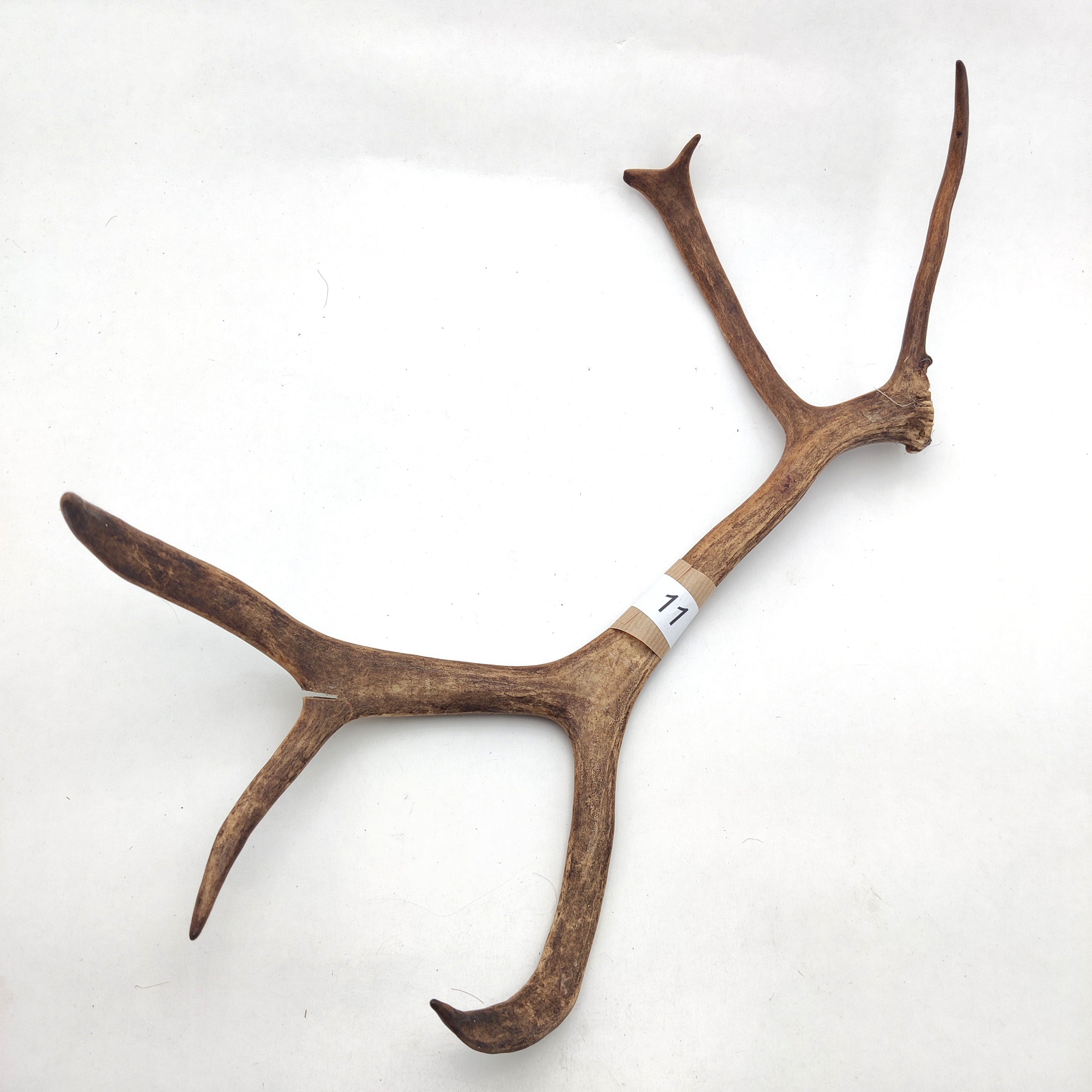 Välj ditt eget renhorn