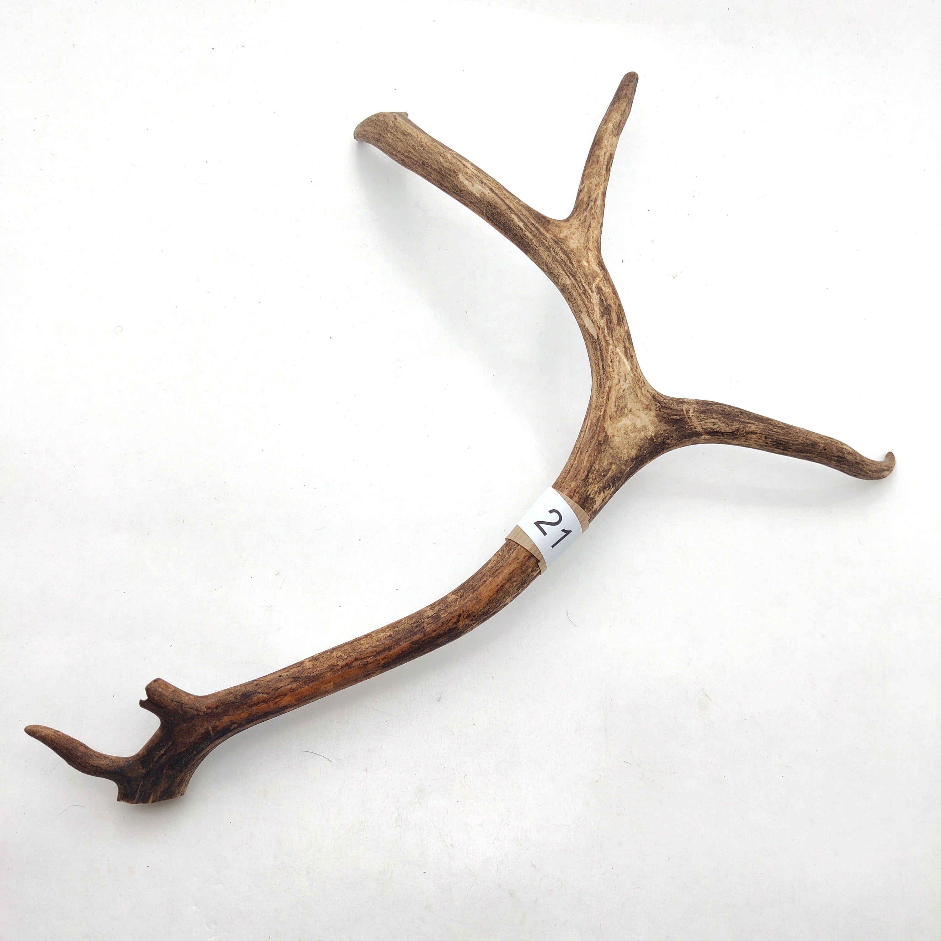 Välj ditt eget renhorn