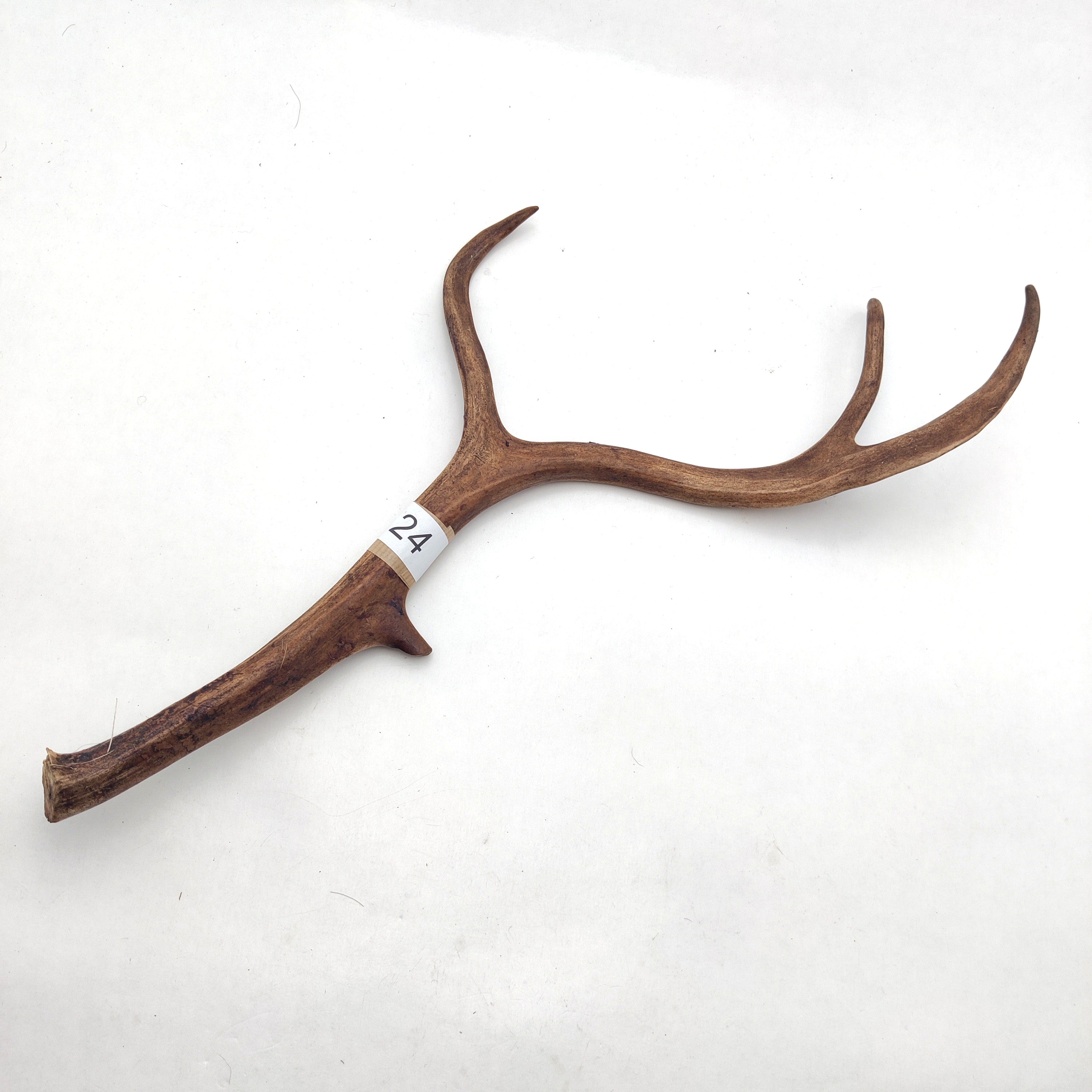 Välj ditt eget renhorn