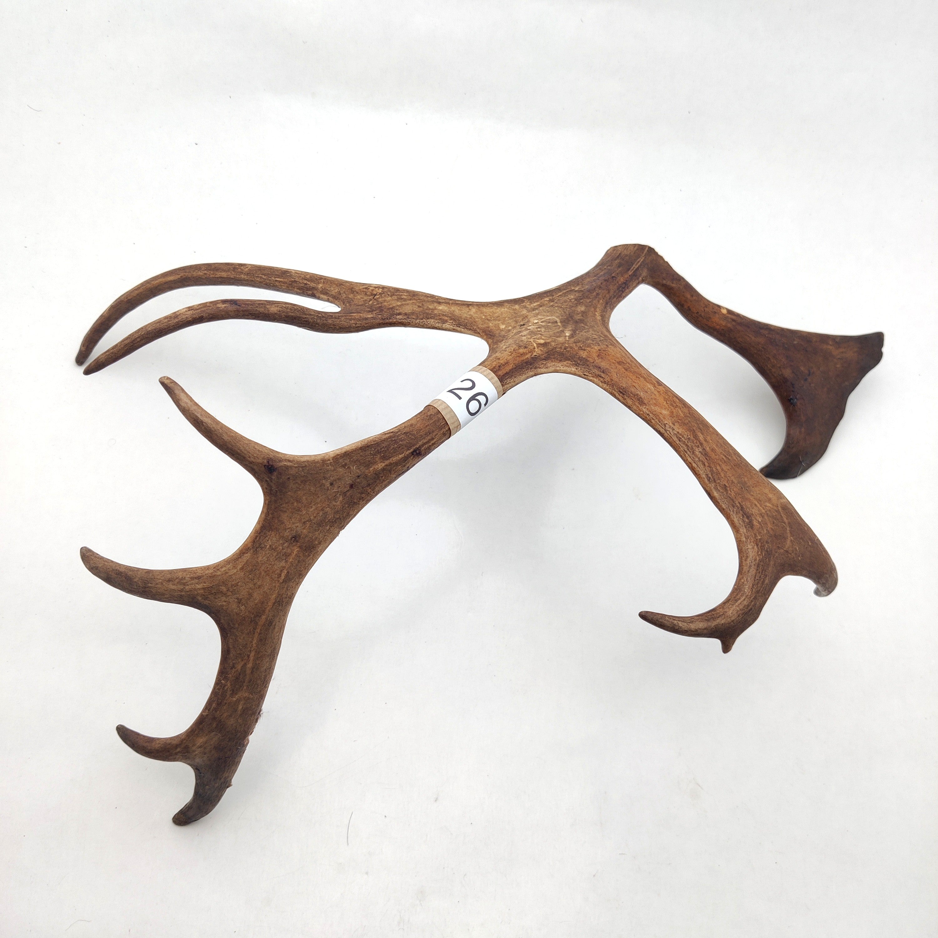 Välj ditt eget renhorn