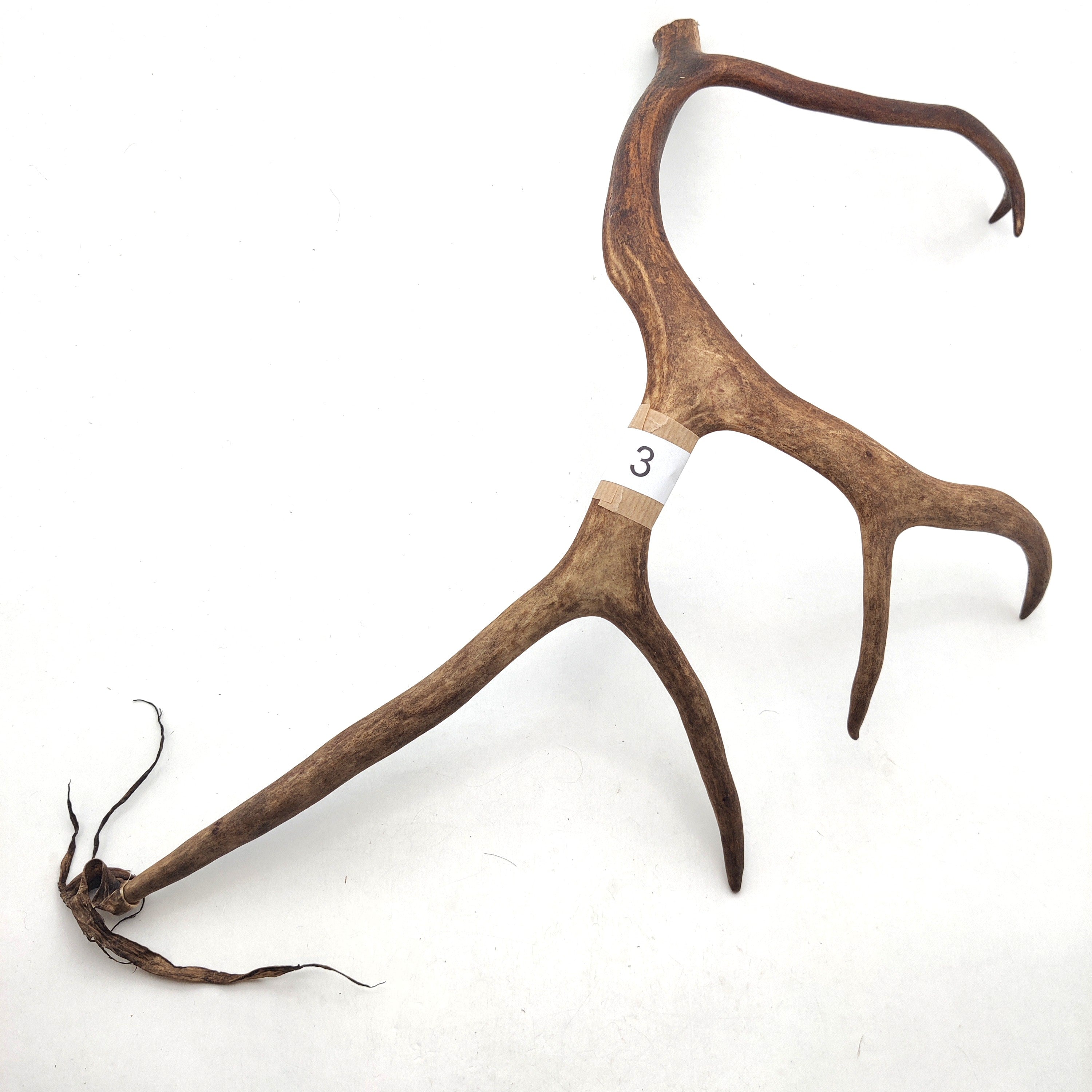 Välj ditt eget renhorn