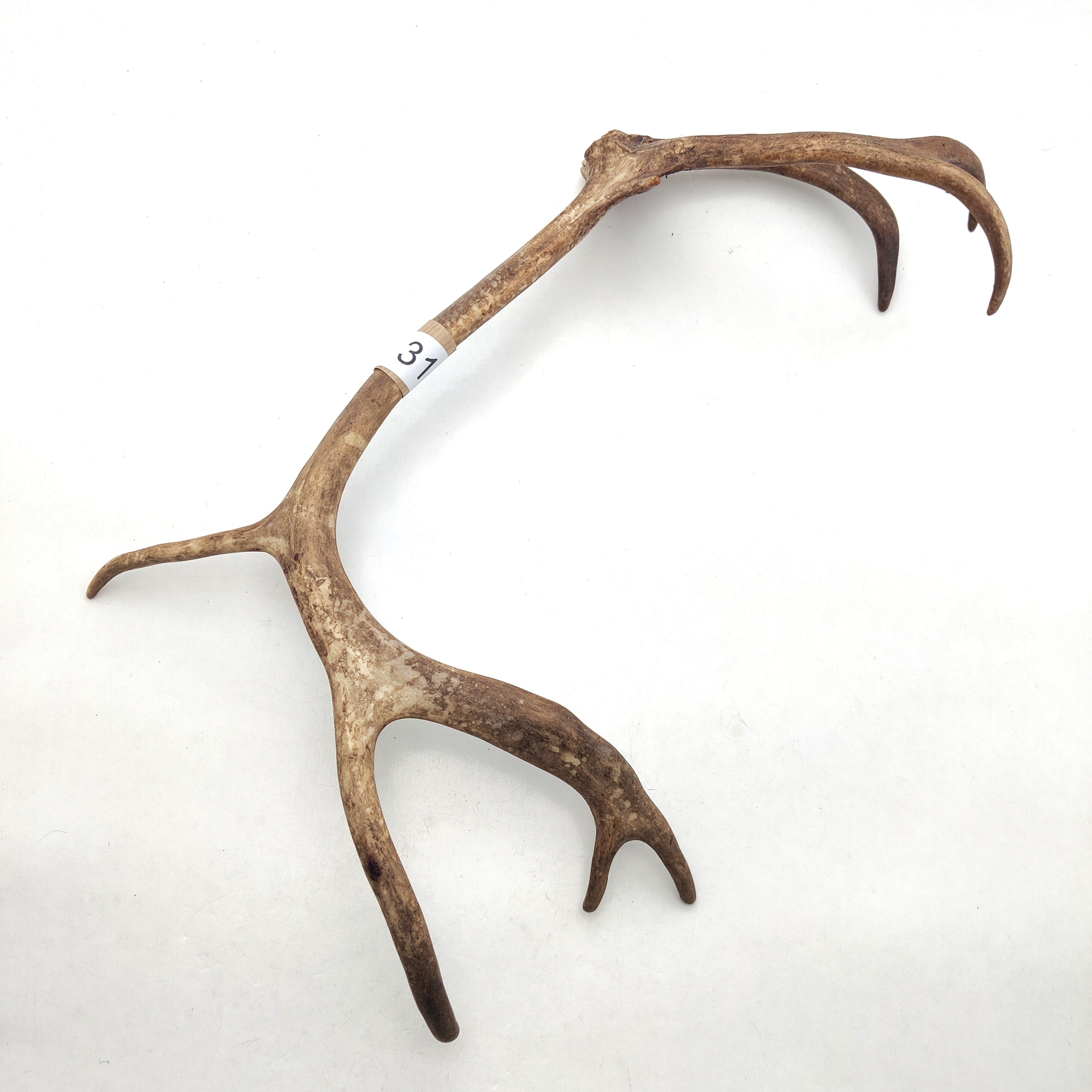 Välj ditt eget renhorn