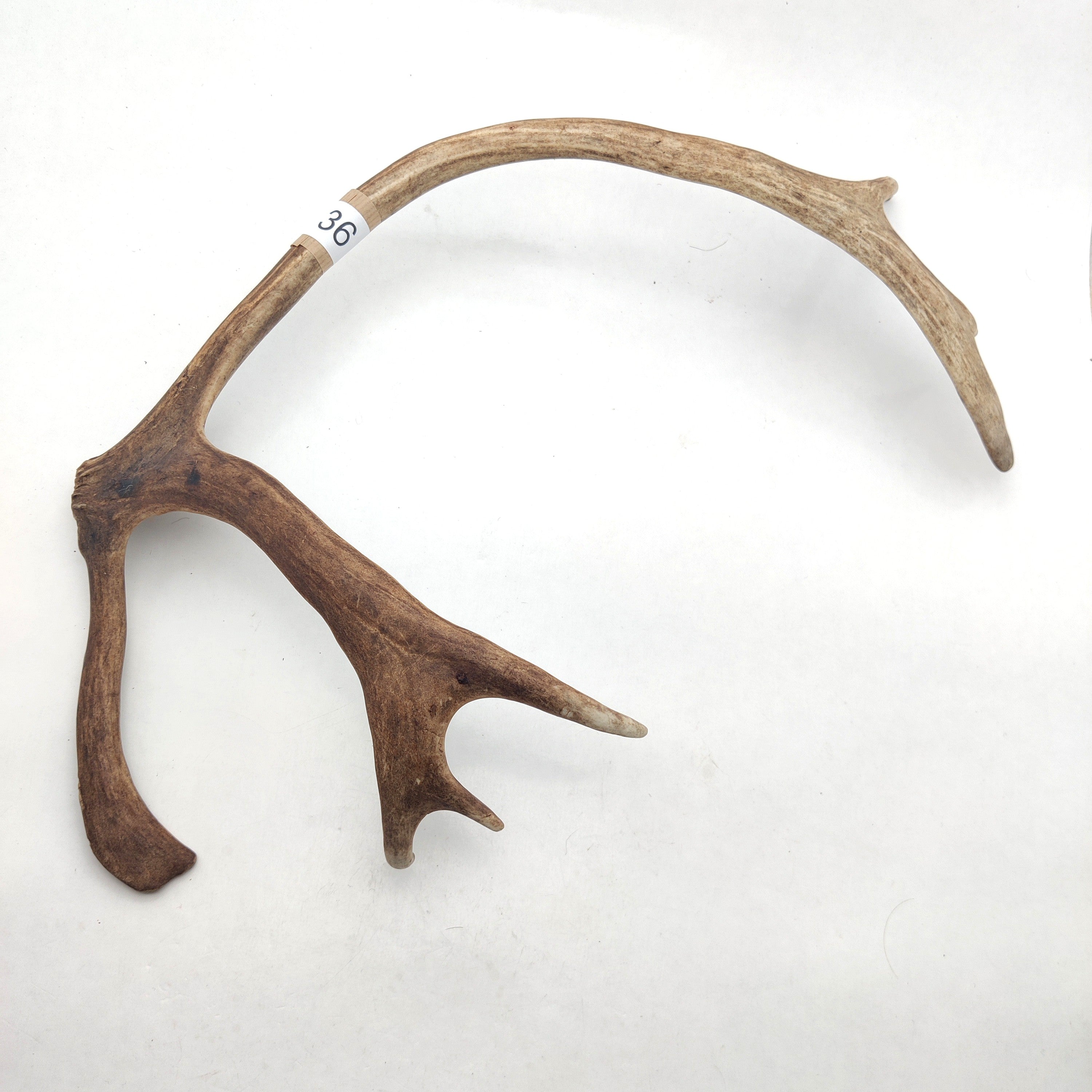 Välj ditt eget renhorn