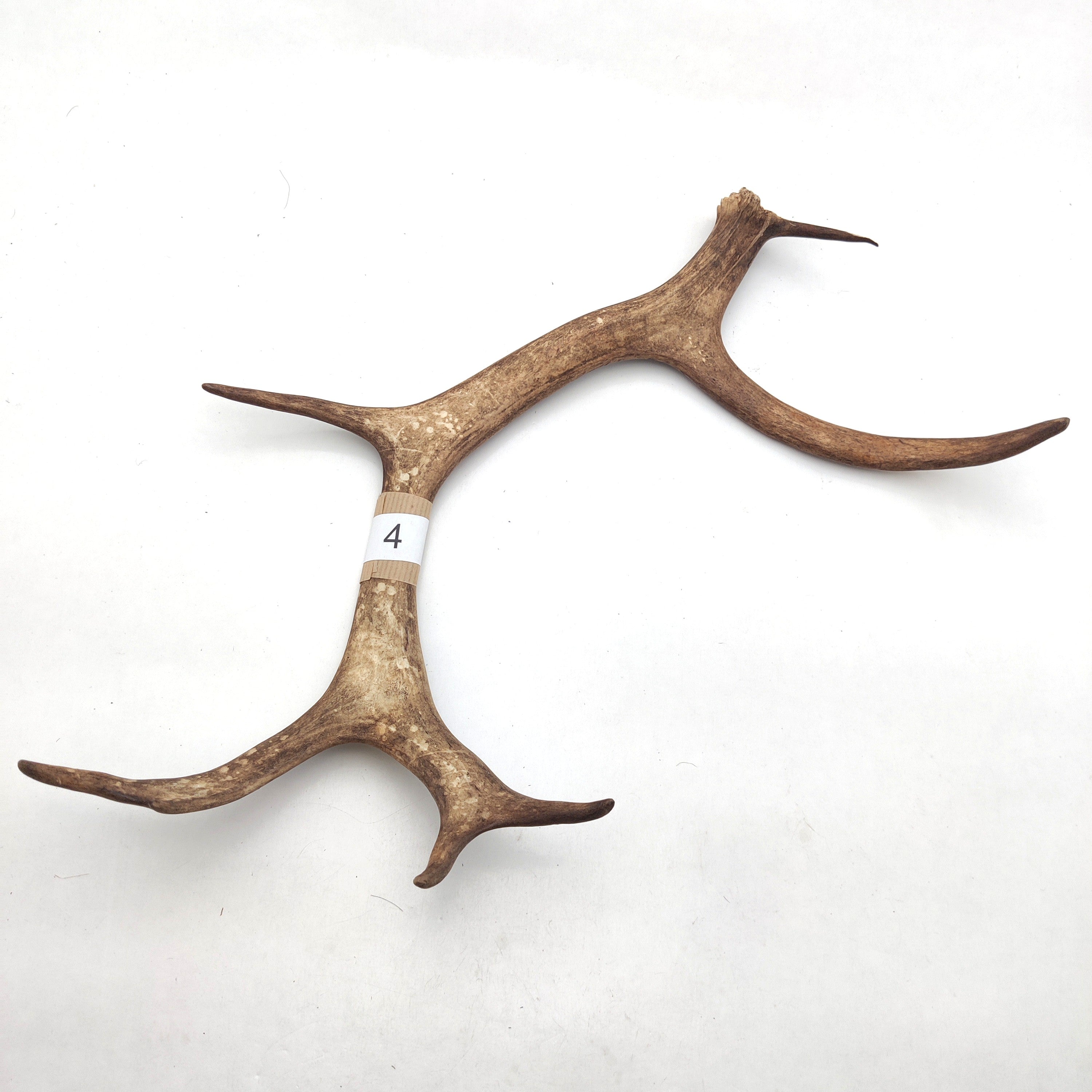 Välj ditt eget renhorn