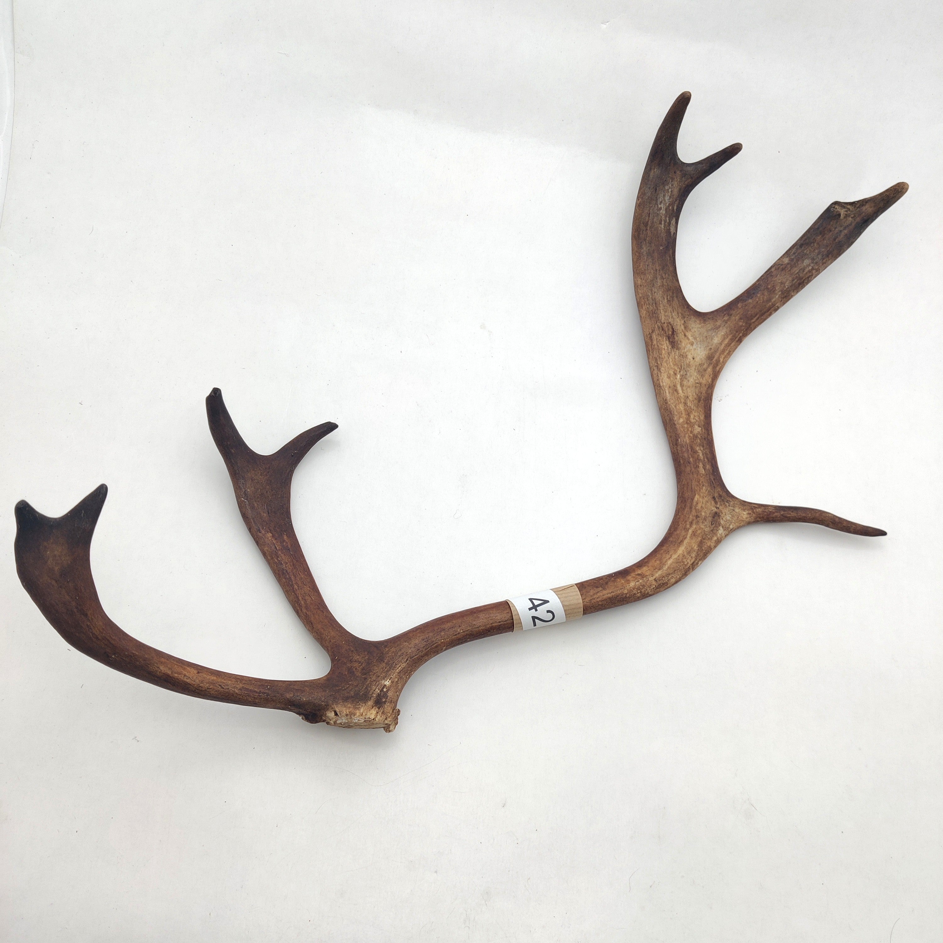 Välj ditt eget renhorn