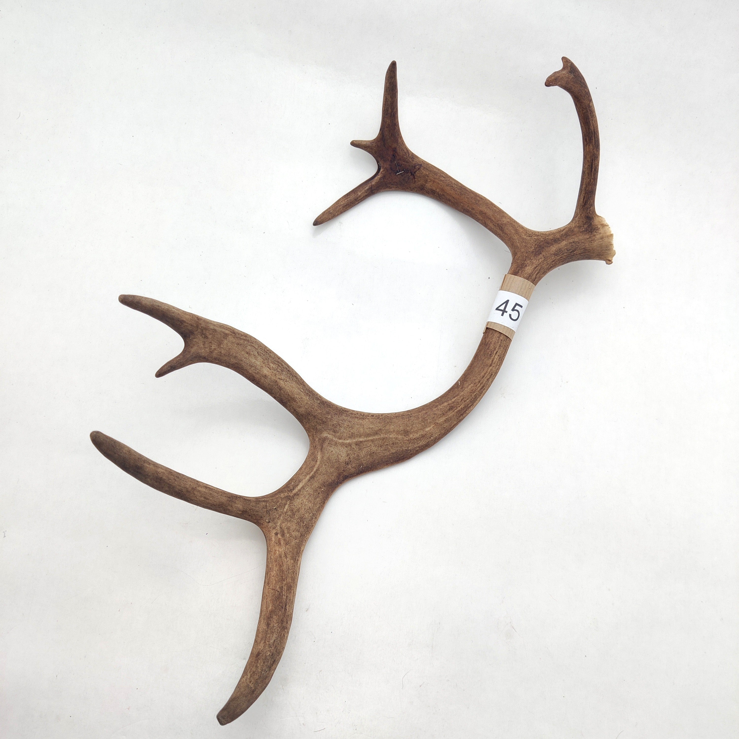 Välj ditt eget renhorn