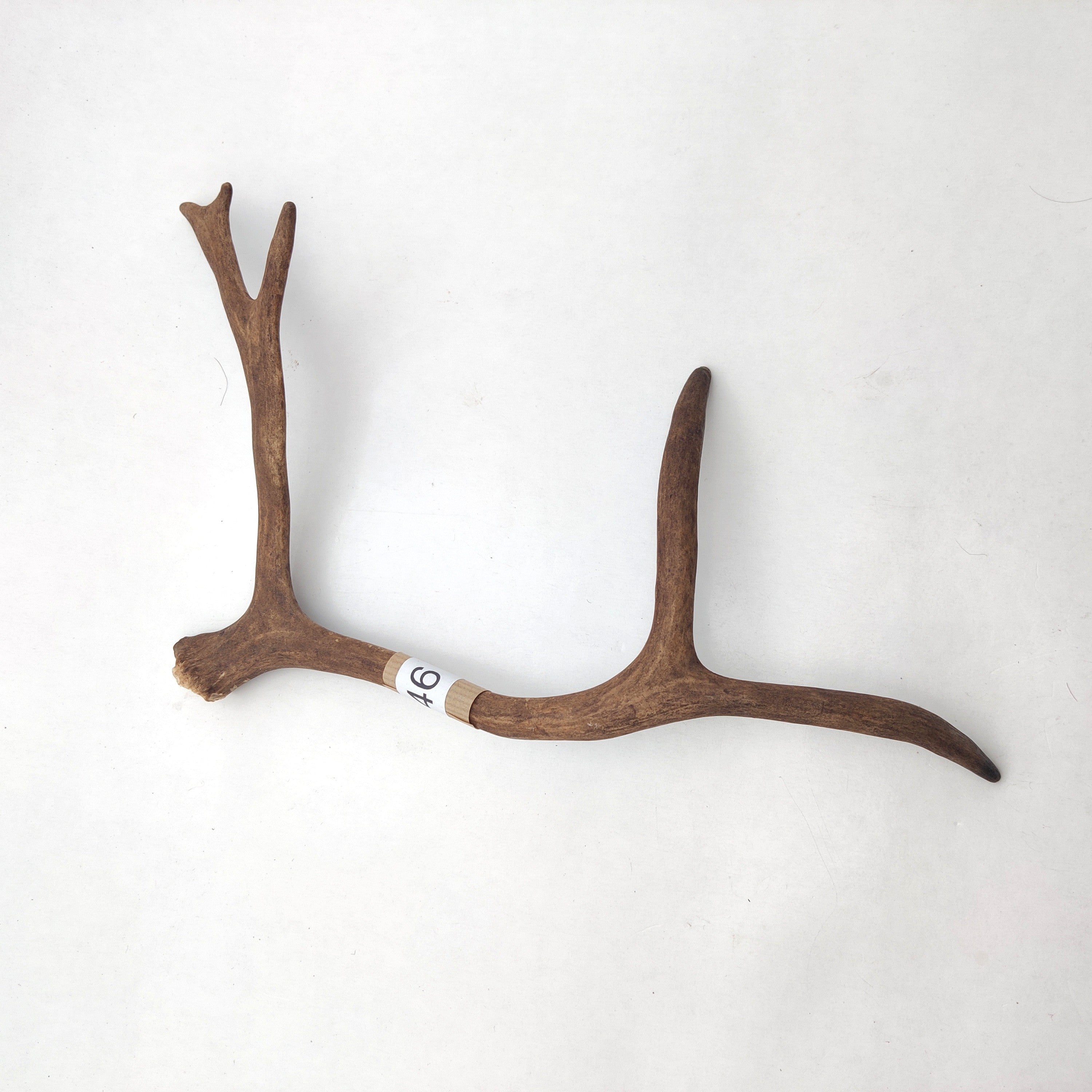 Välj ditt eget renhorn