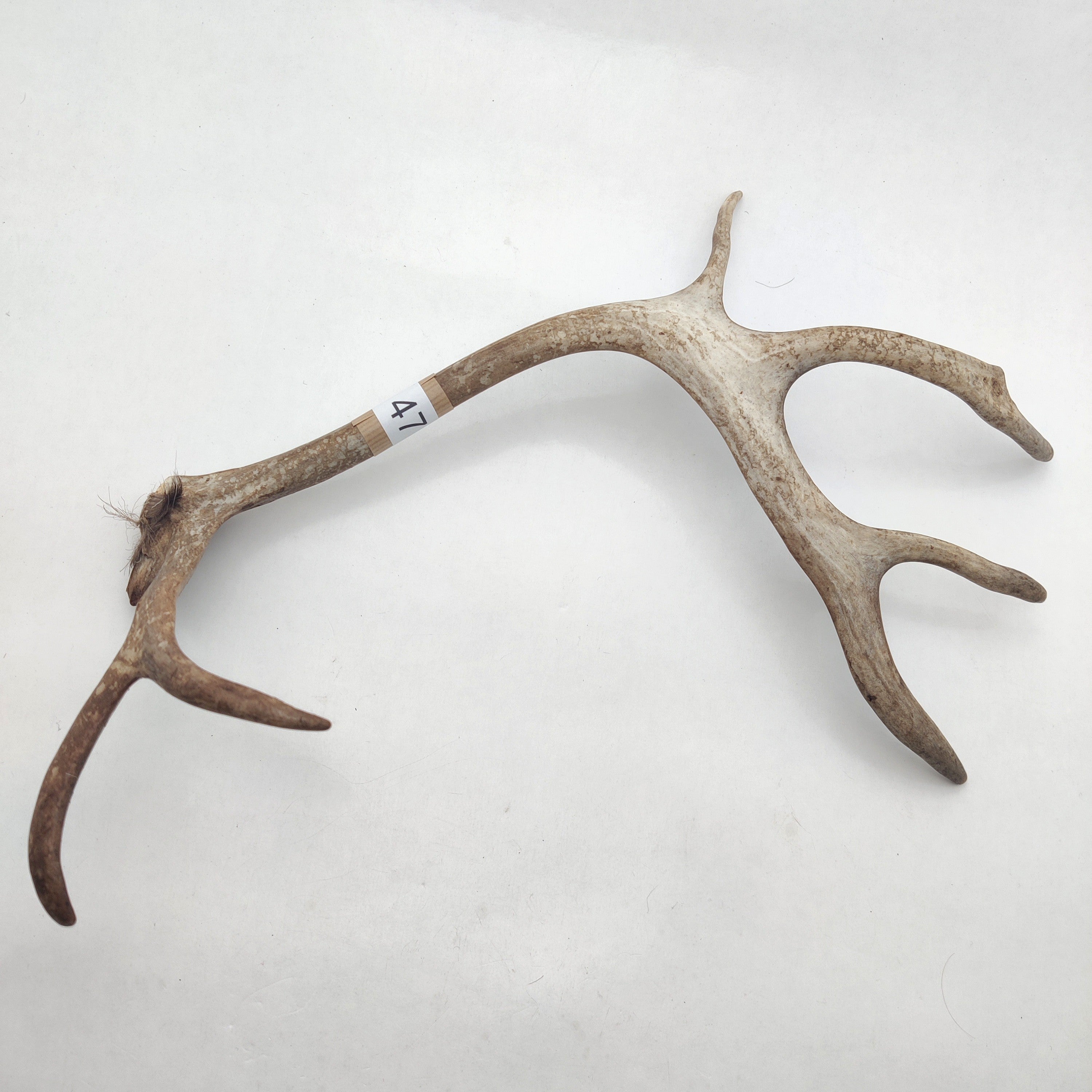 Välj ditt eget renhorn