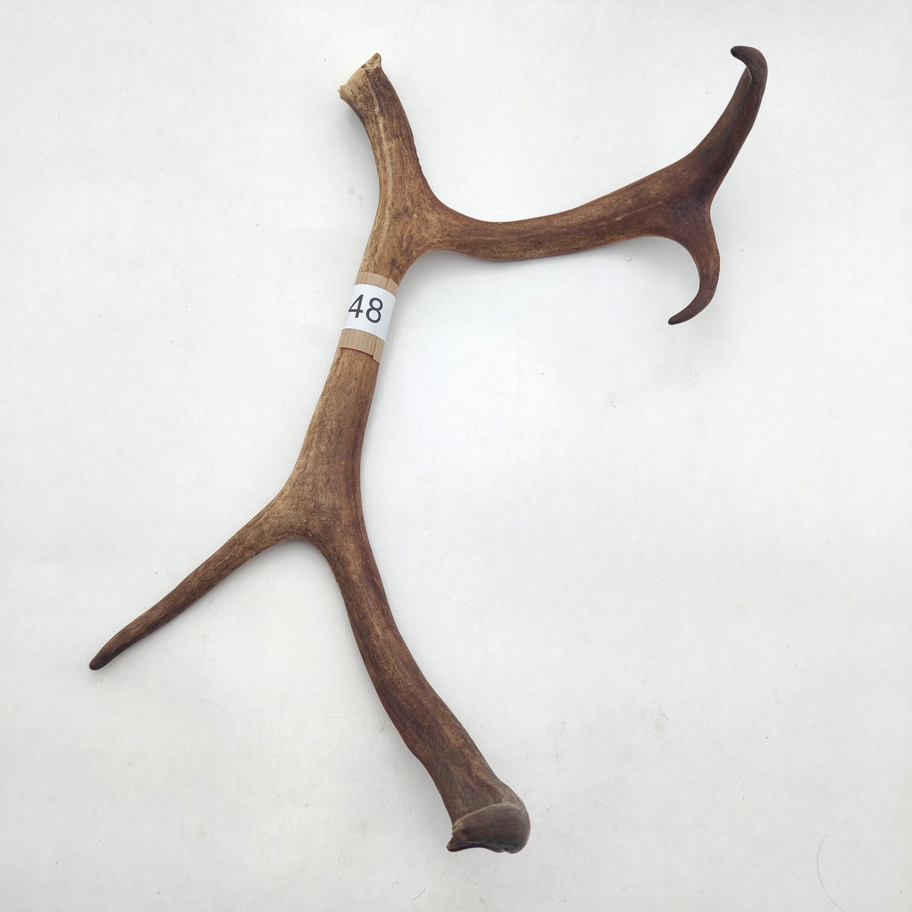 Välj ditt eget renhorn