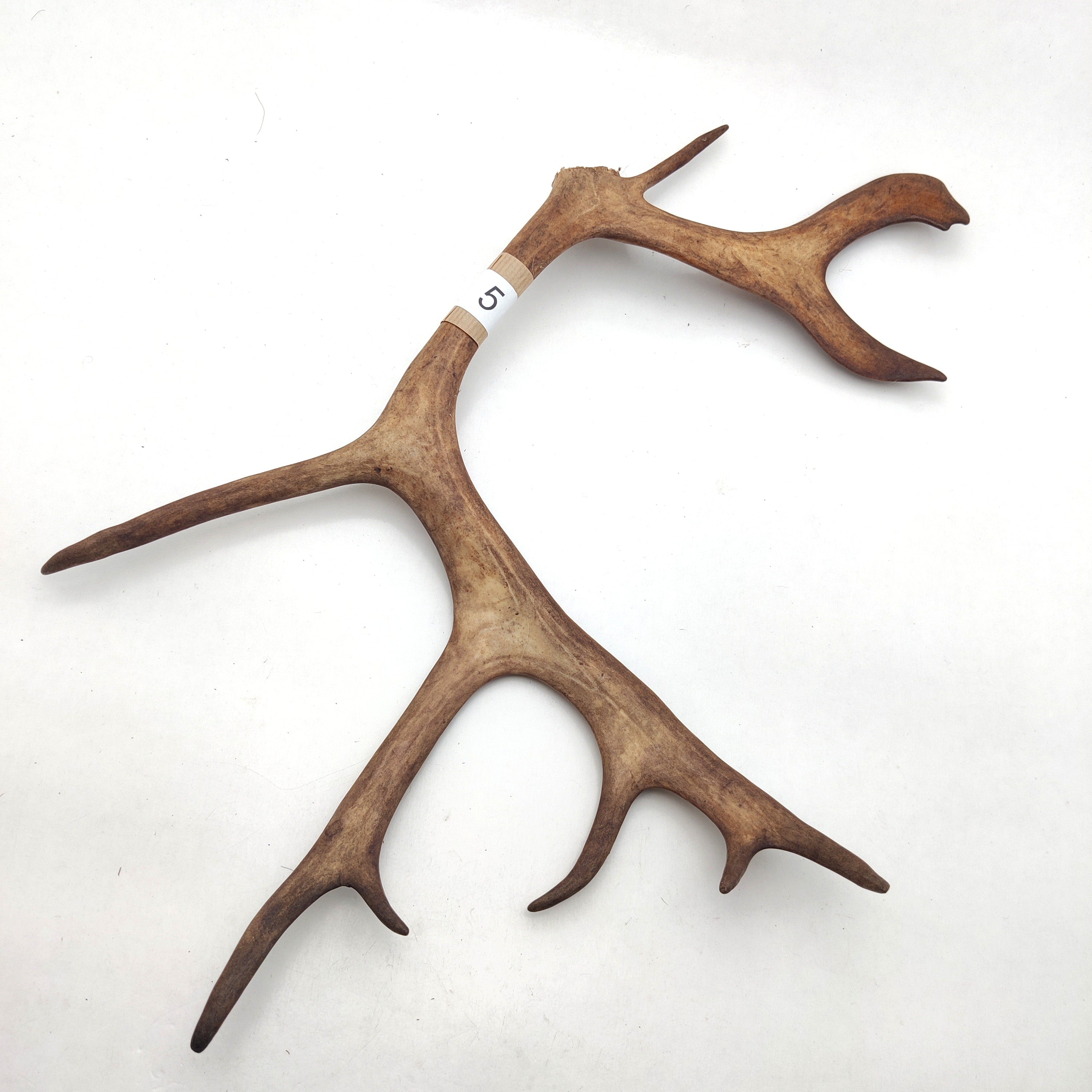 Välj ditt eget renhorn