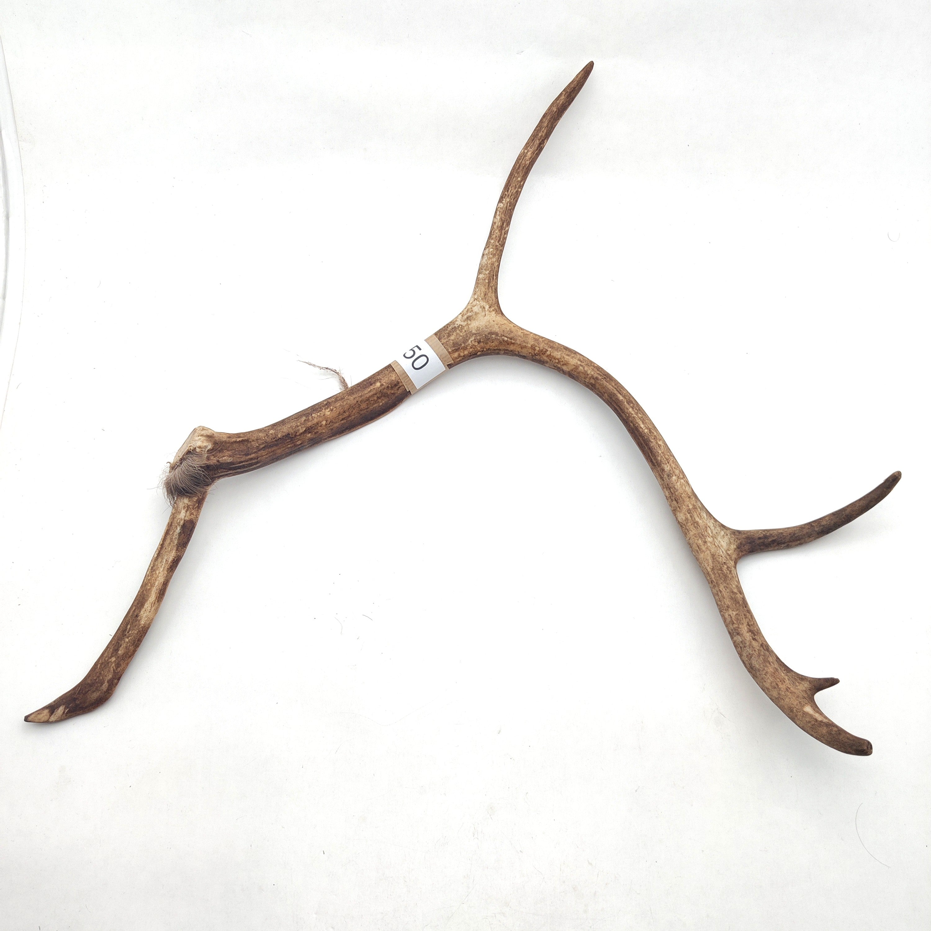 Välj ditt eget renhorn